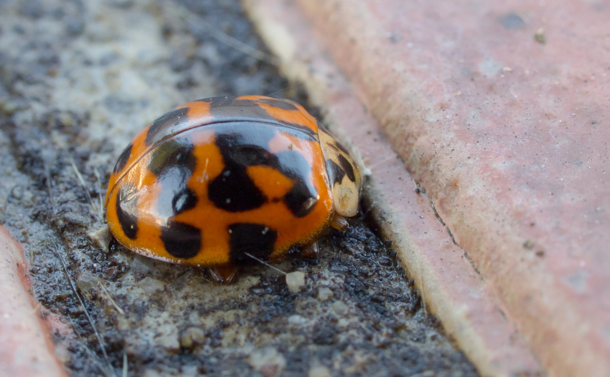 ladybug