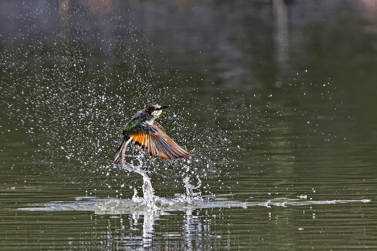 Pesca con tuffo