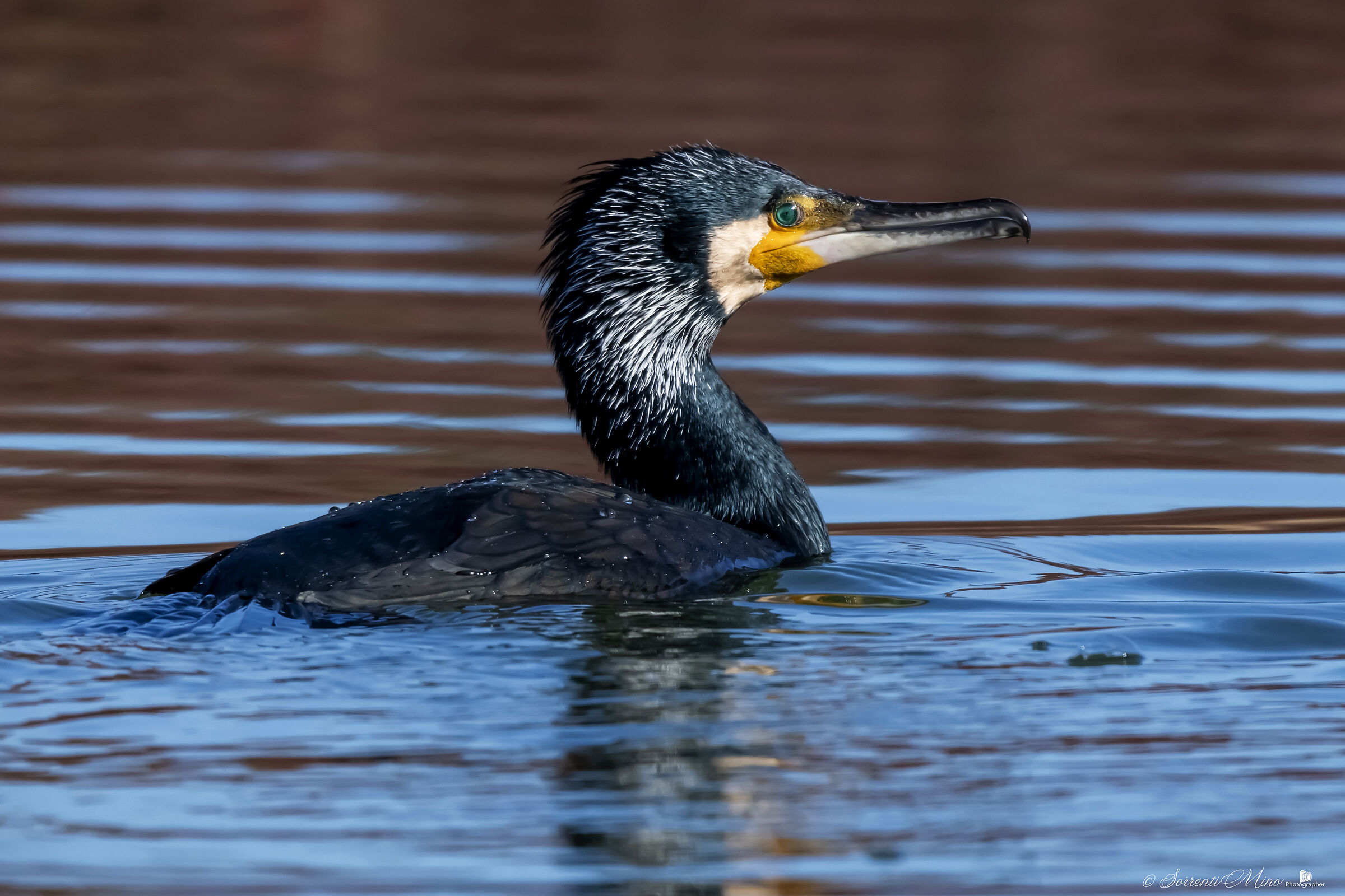 Cormorano