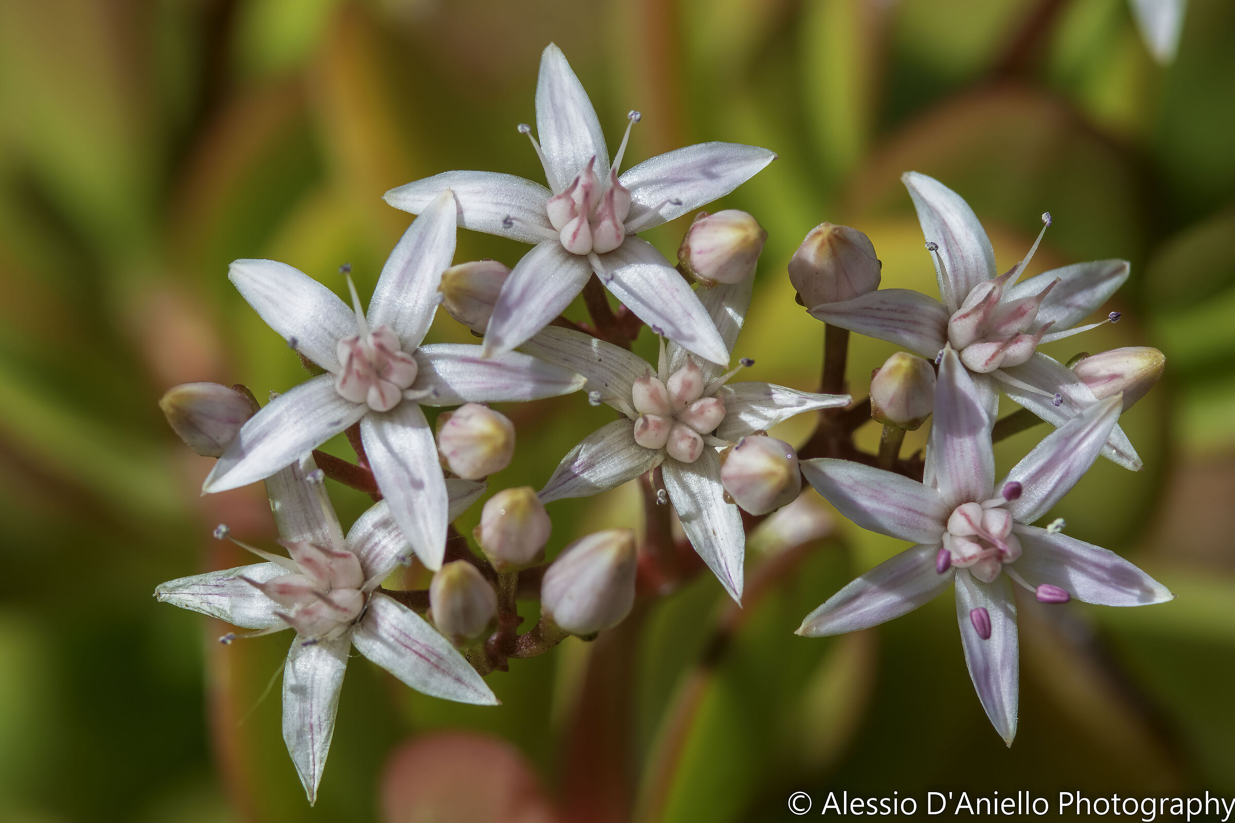 Fiori di crassula arborescens