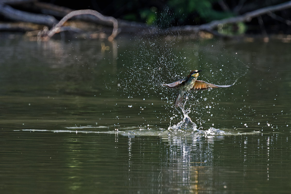 Pesca con tuffo2
