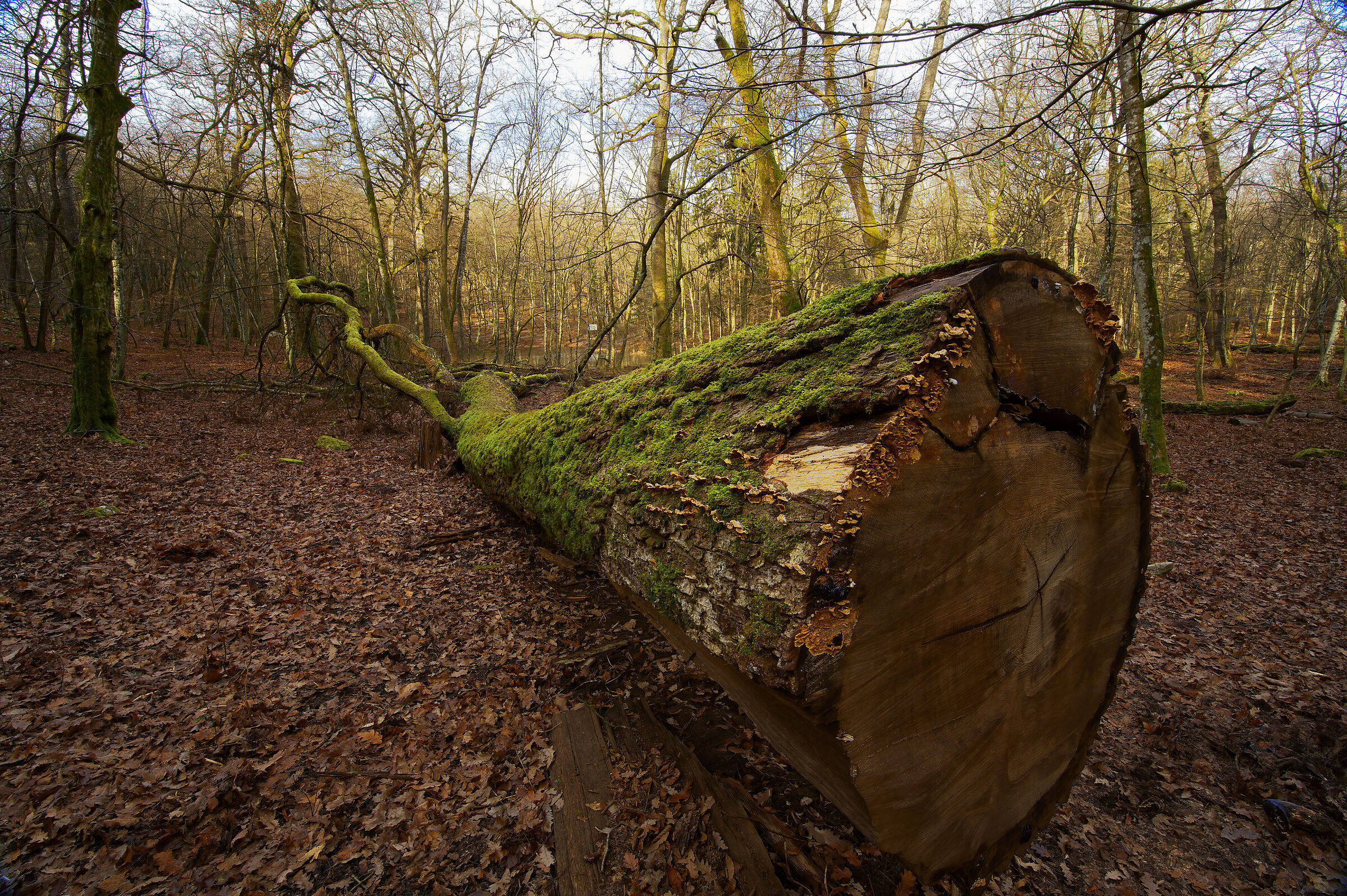 The colors of the wintersk