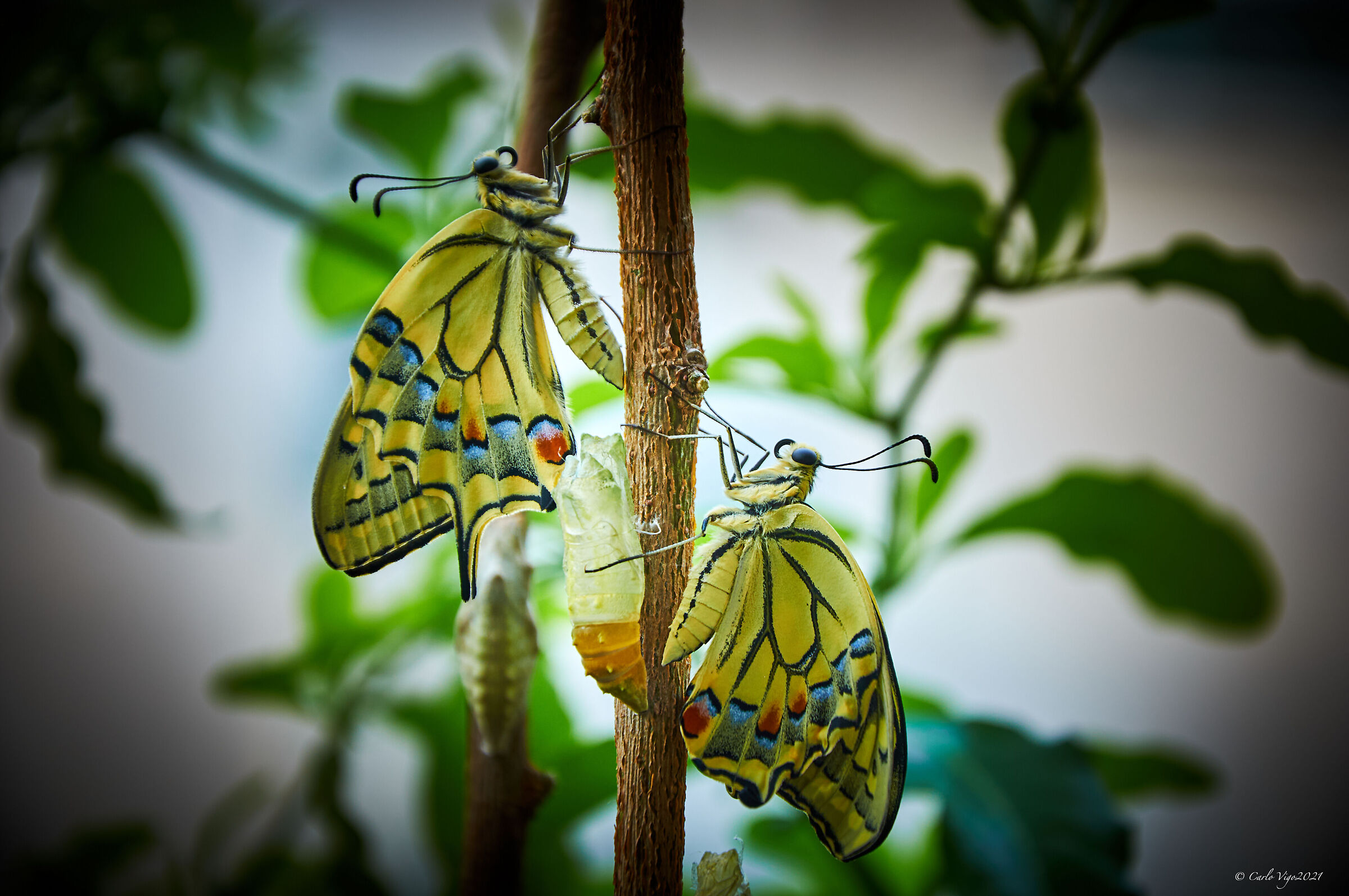 Dispieghiamo le ali...