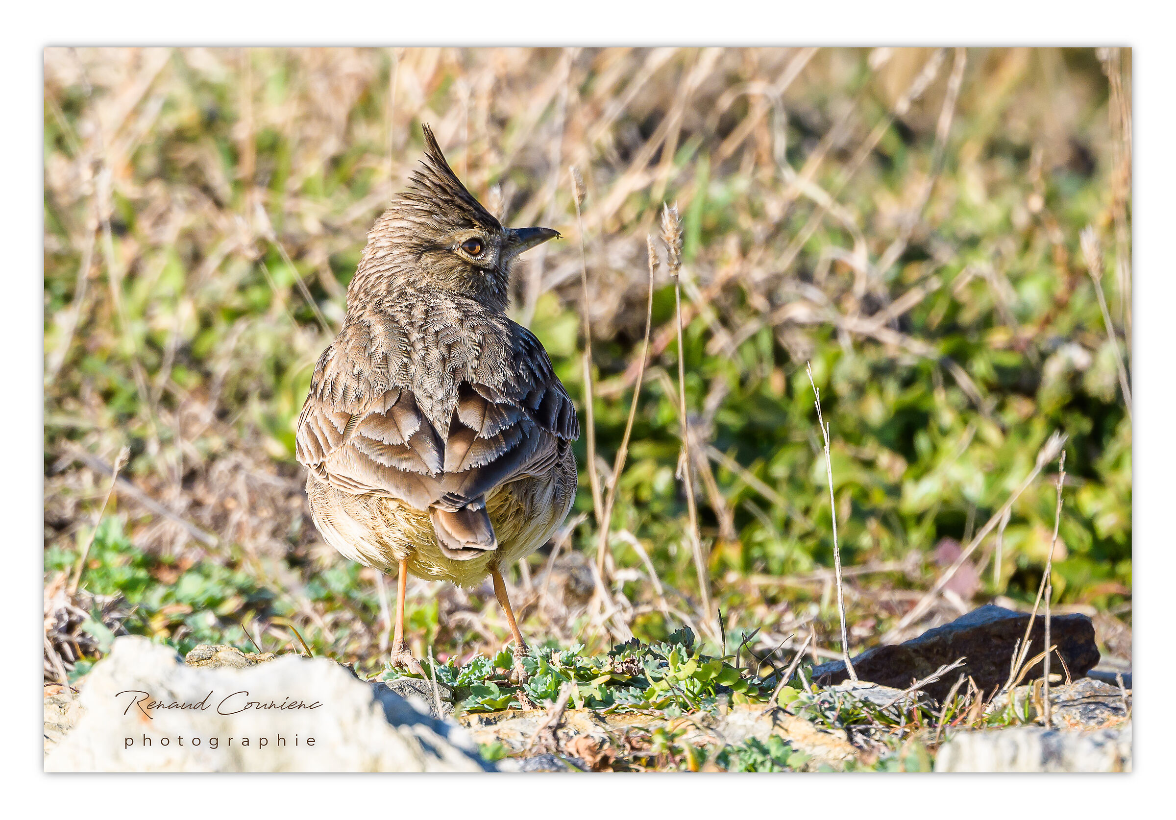 Cochevis de Thékla (Galerida theklae)