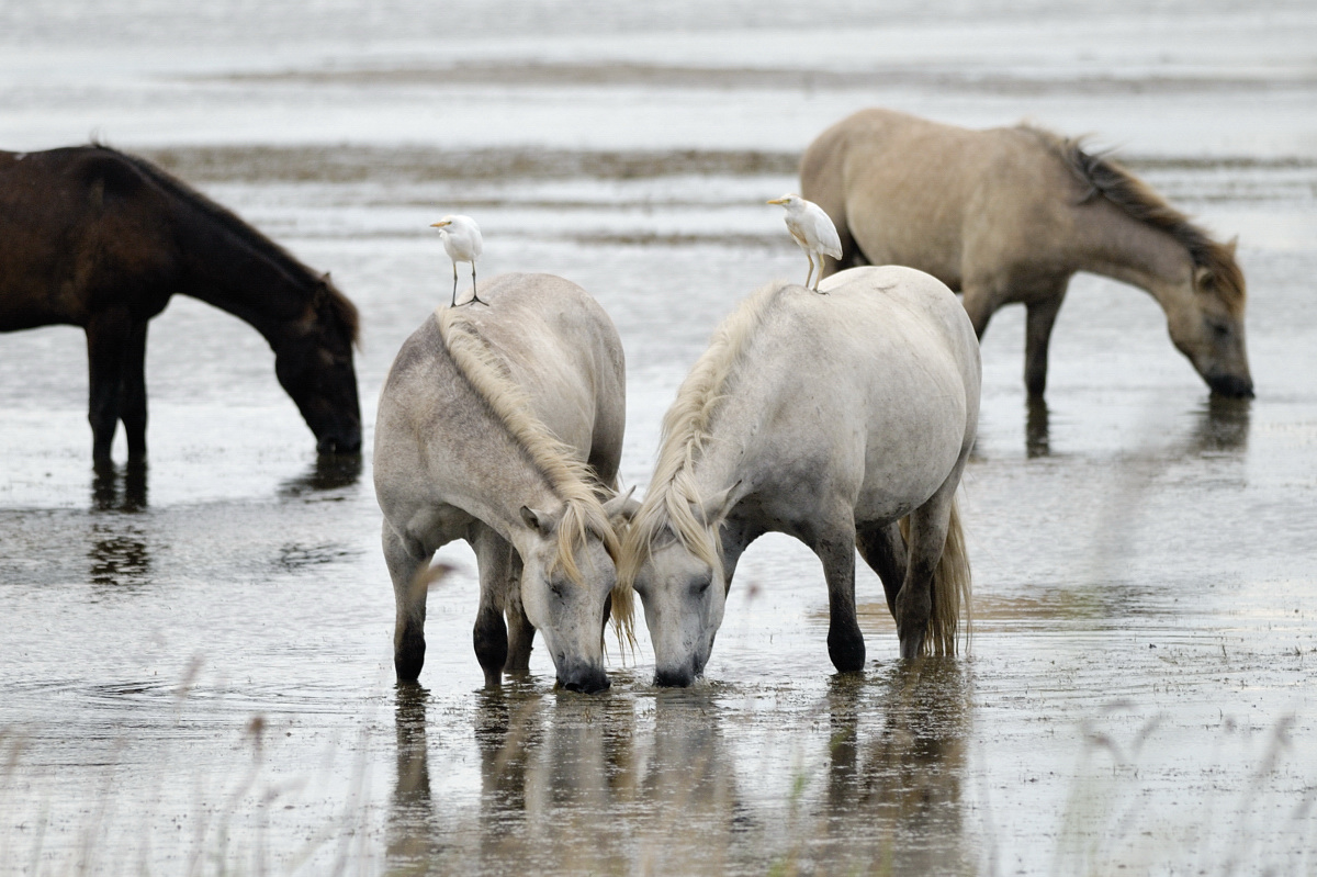 Camargue horses