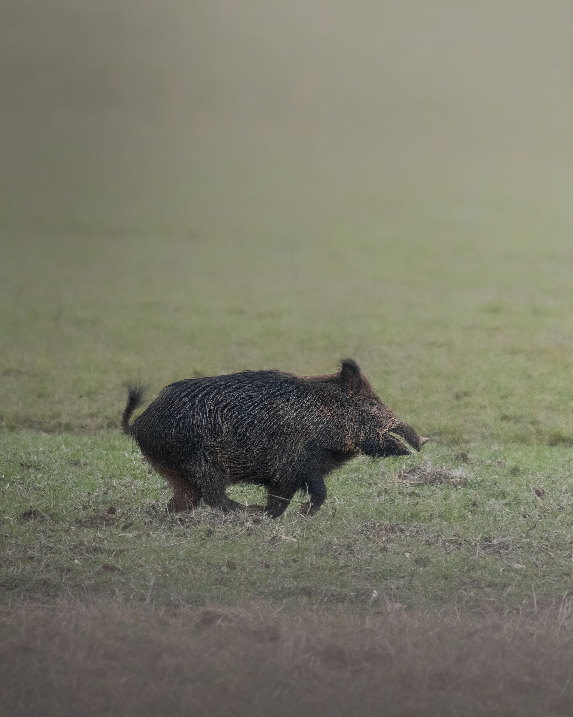 Wild boar