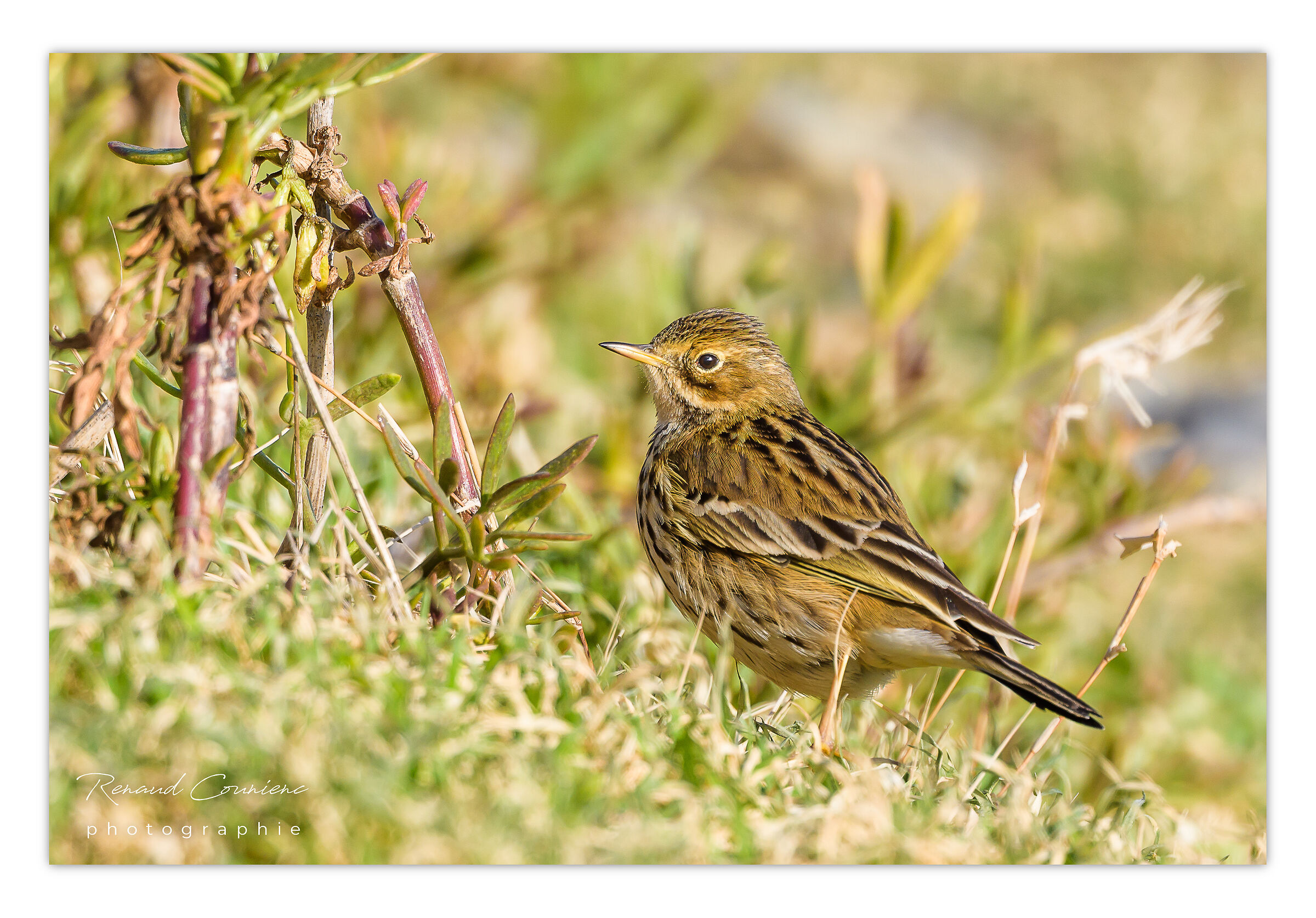 La pispola (Anthus pratensis - Linnaeus, 1758)