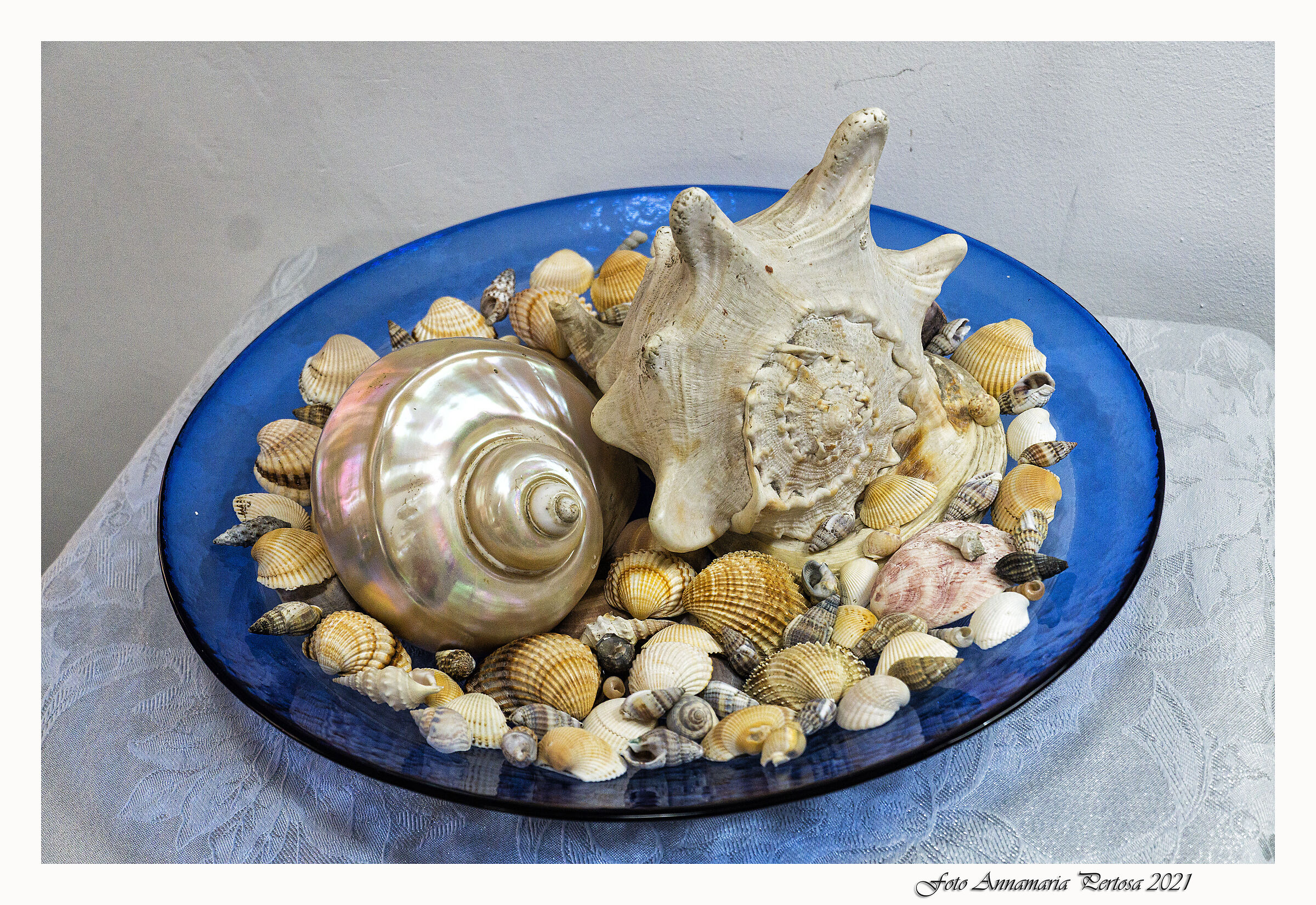 Le mie conchiglie, il mio mare