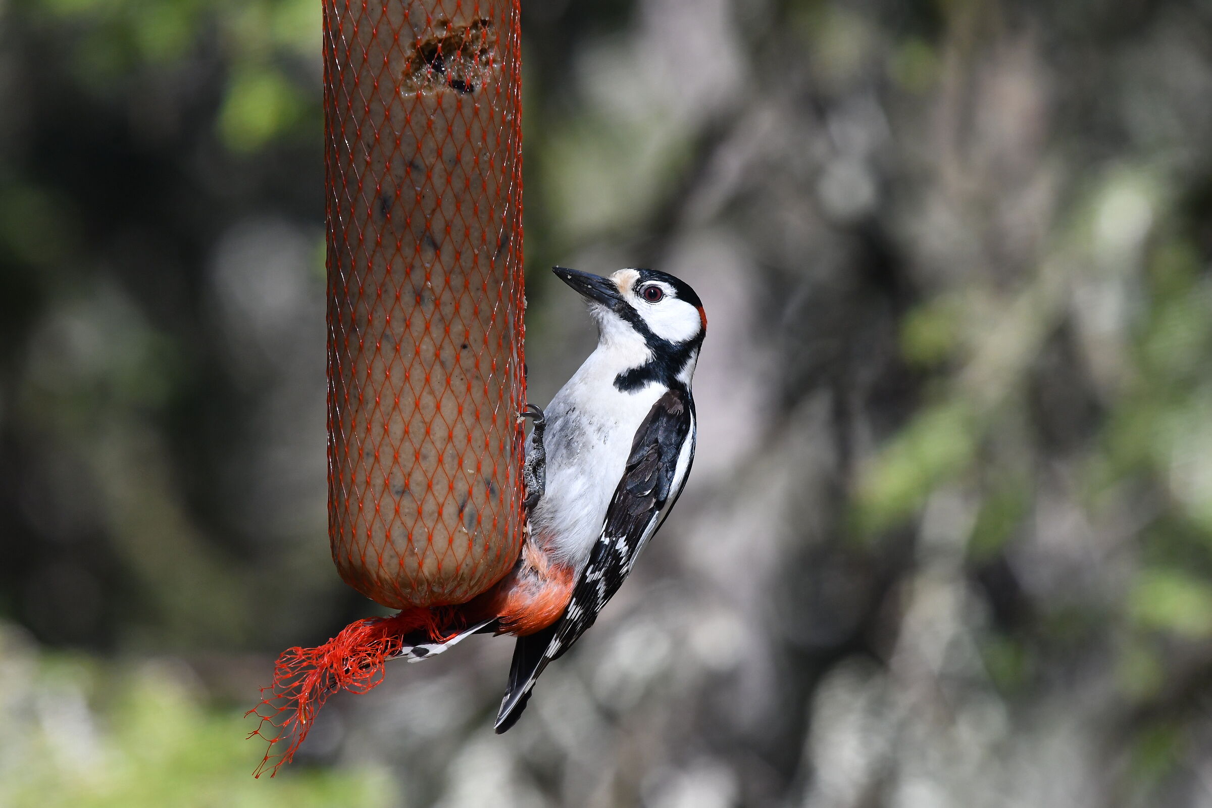 Woodpecker