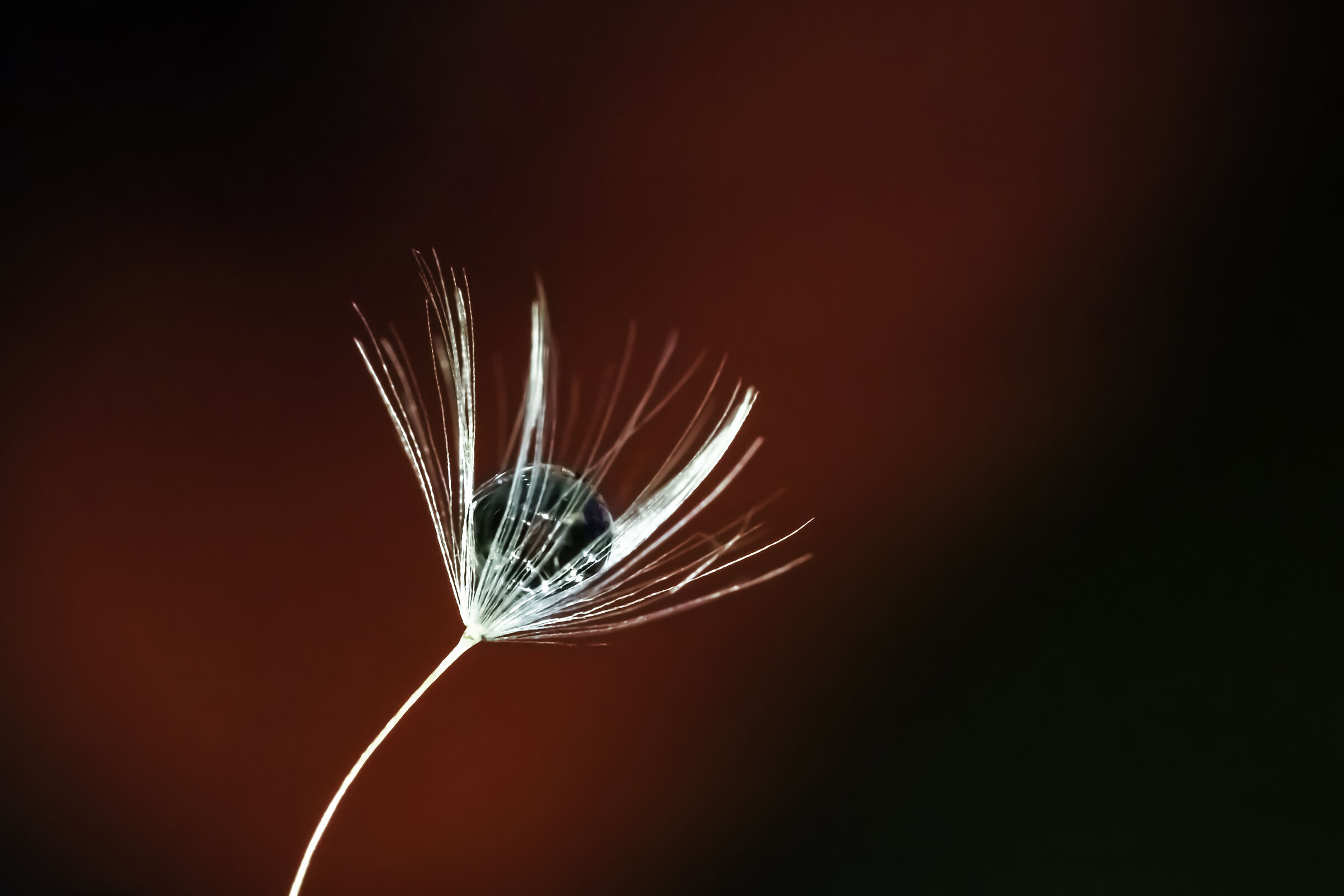 Seme di tarassaco con goccia