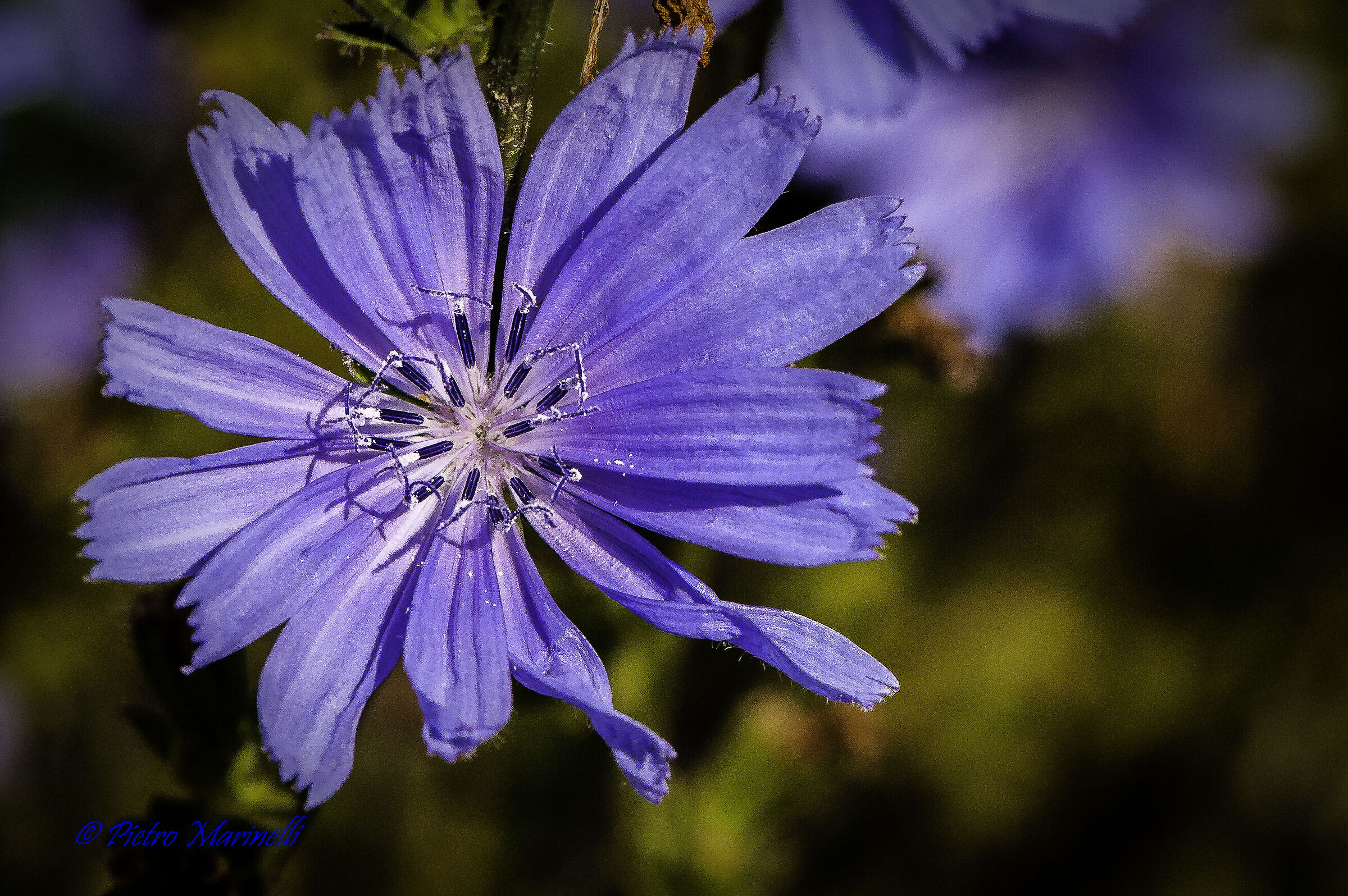 chicory intibus