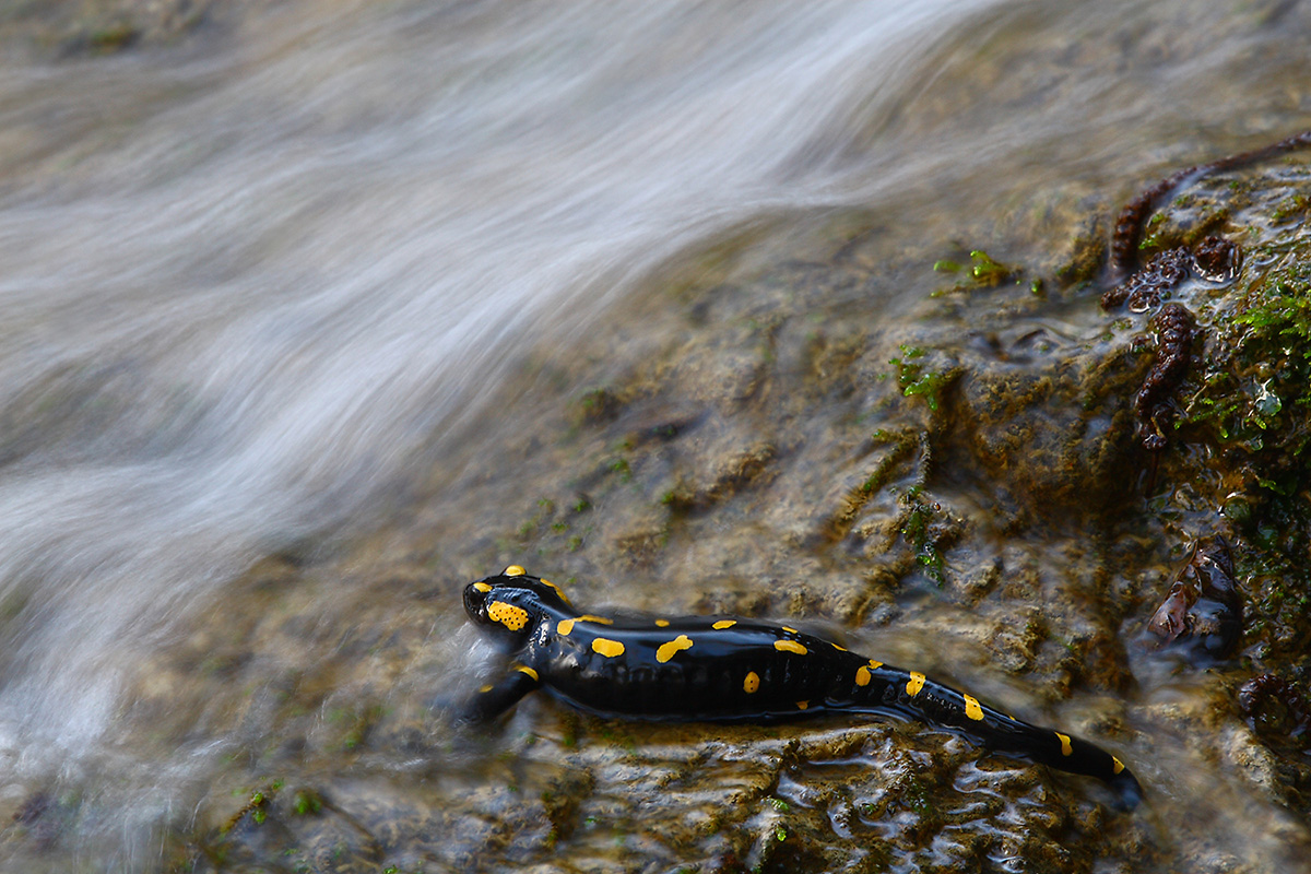 la regina dei torrenti (salamandra)