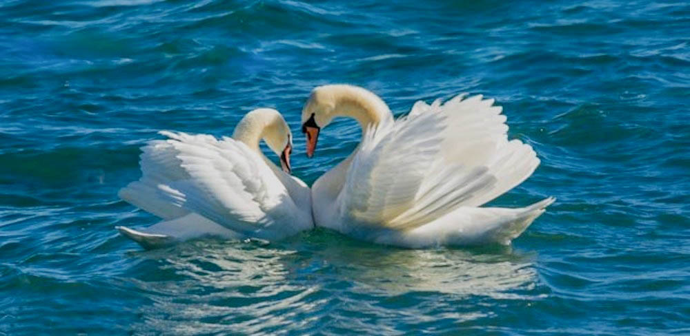 the reconciliation of swans
