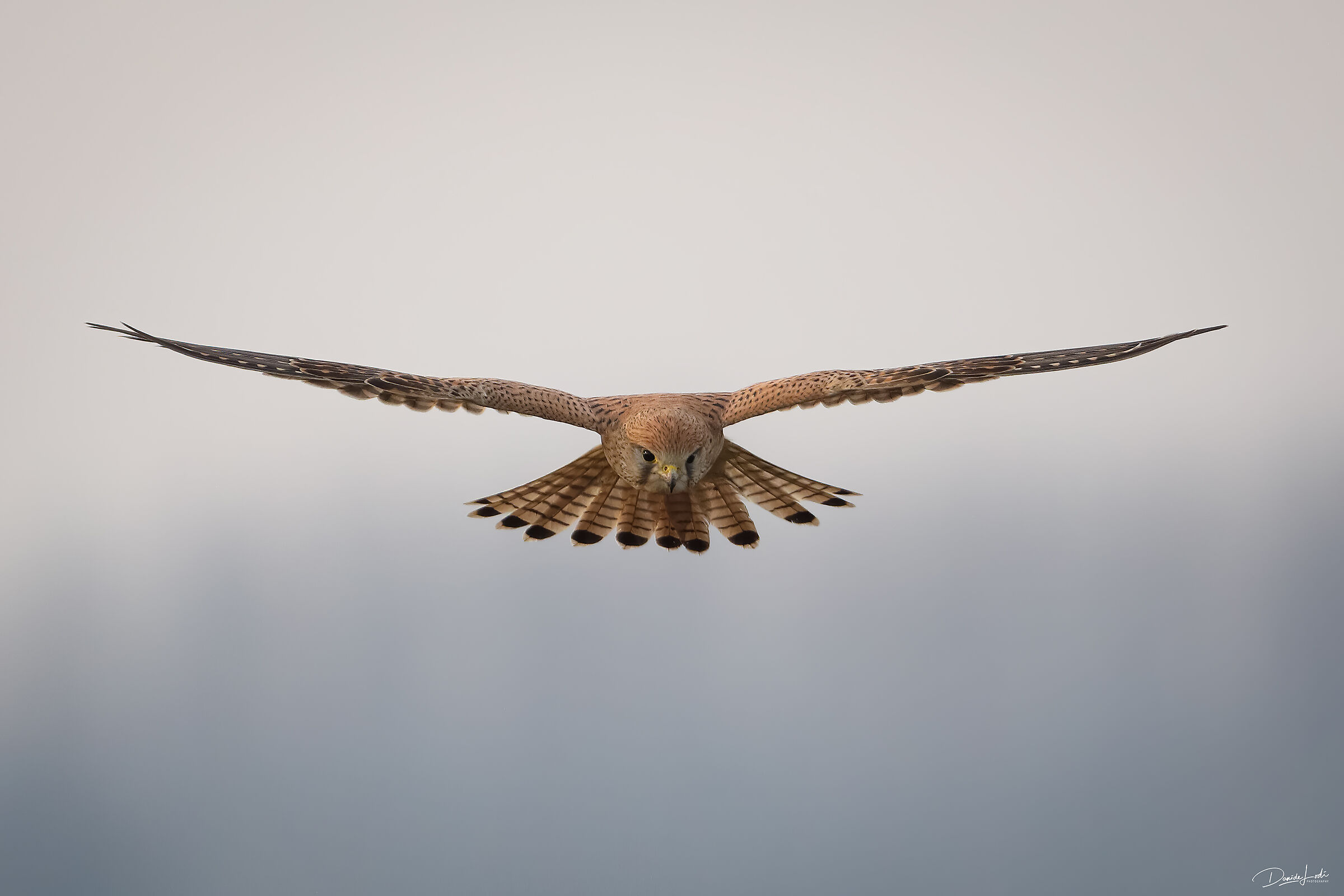 Kestrel