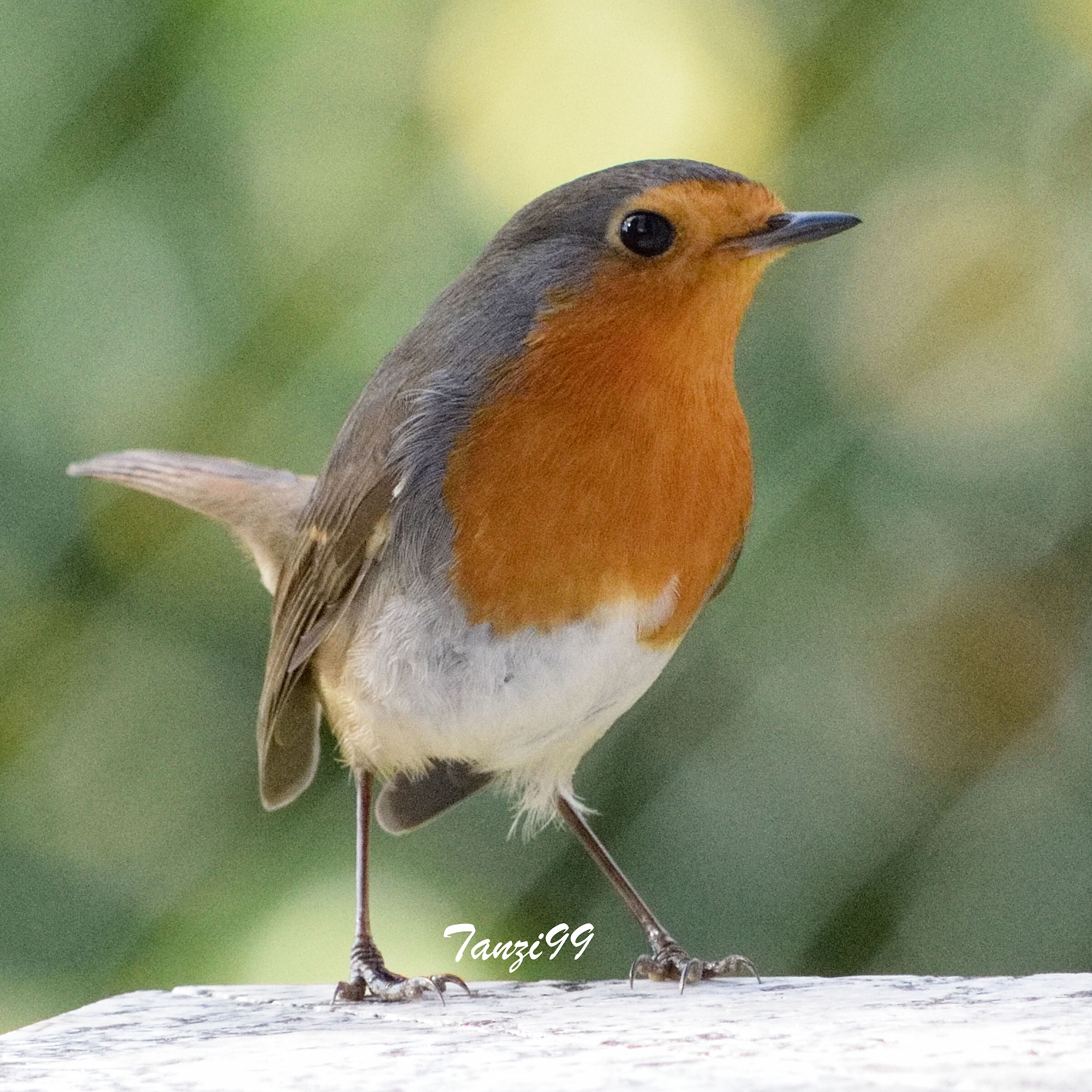 Robin
