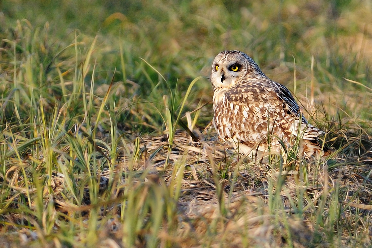 Short-eared Owl
