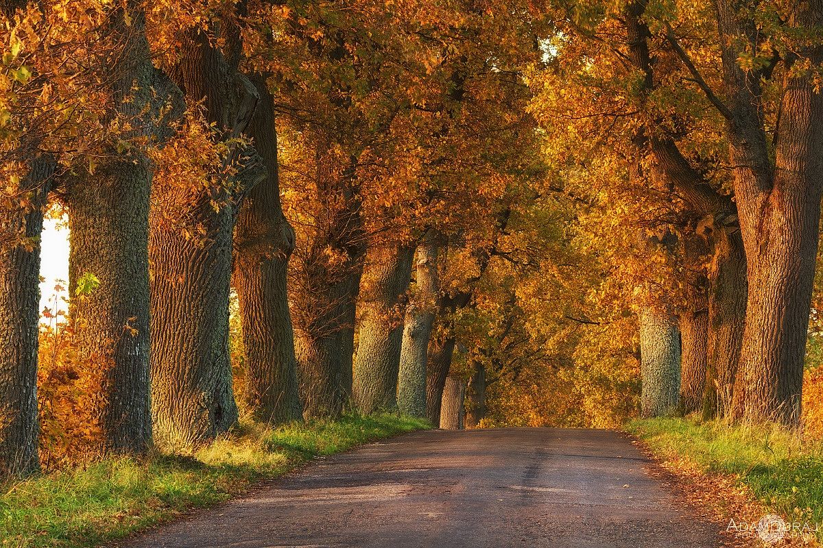 Autumn road