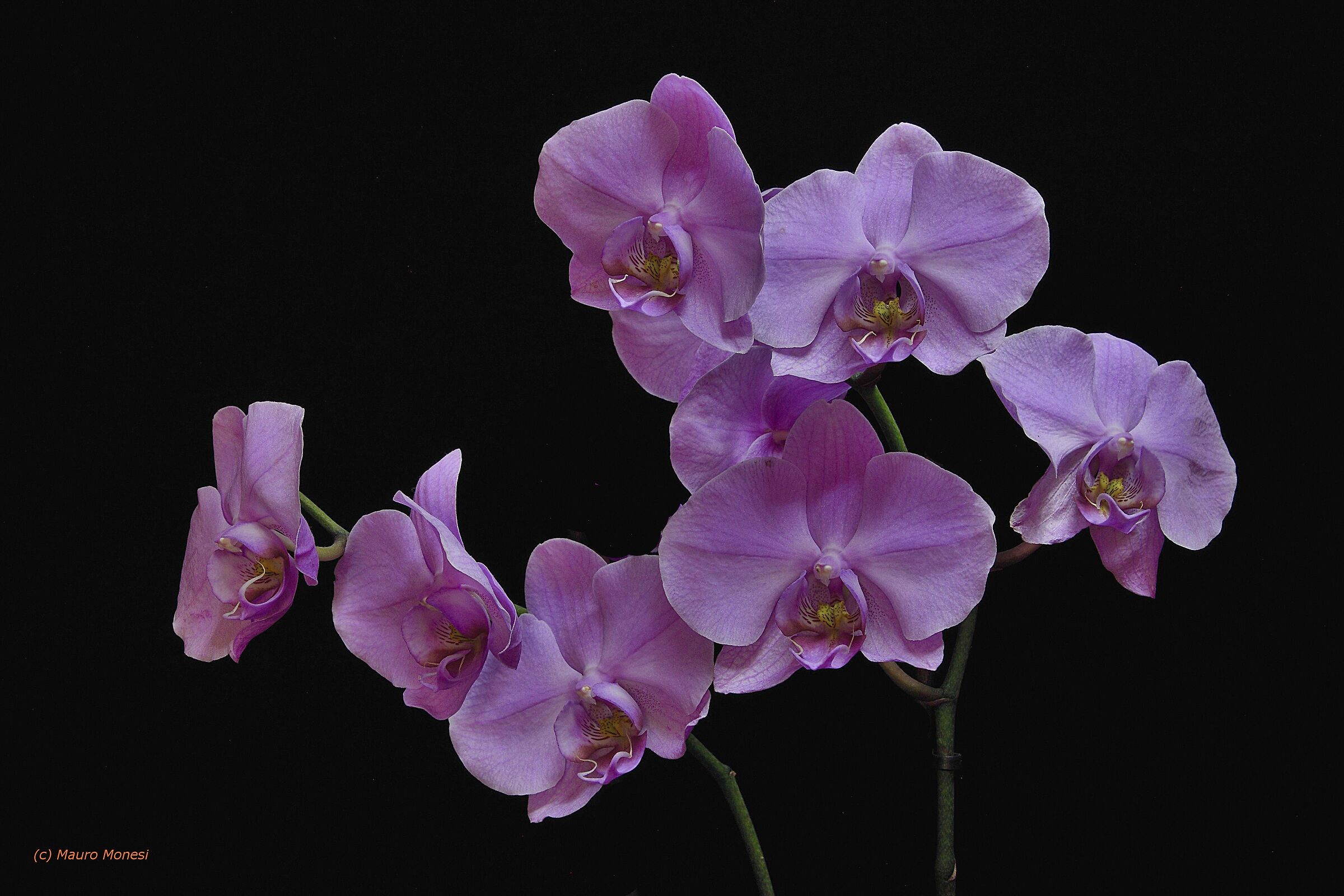 Orchidea