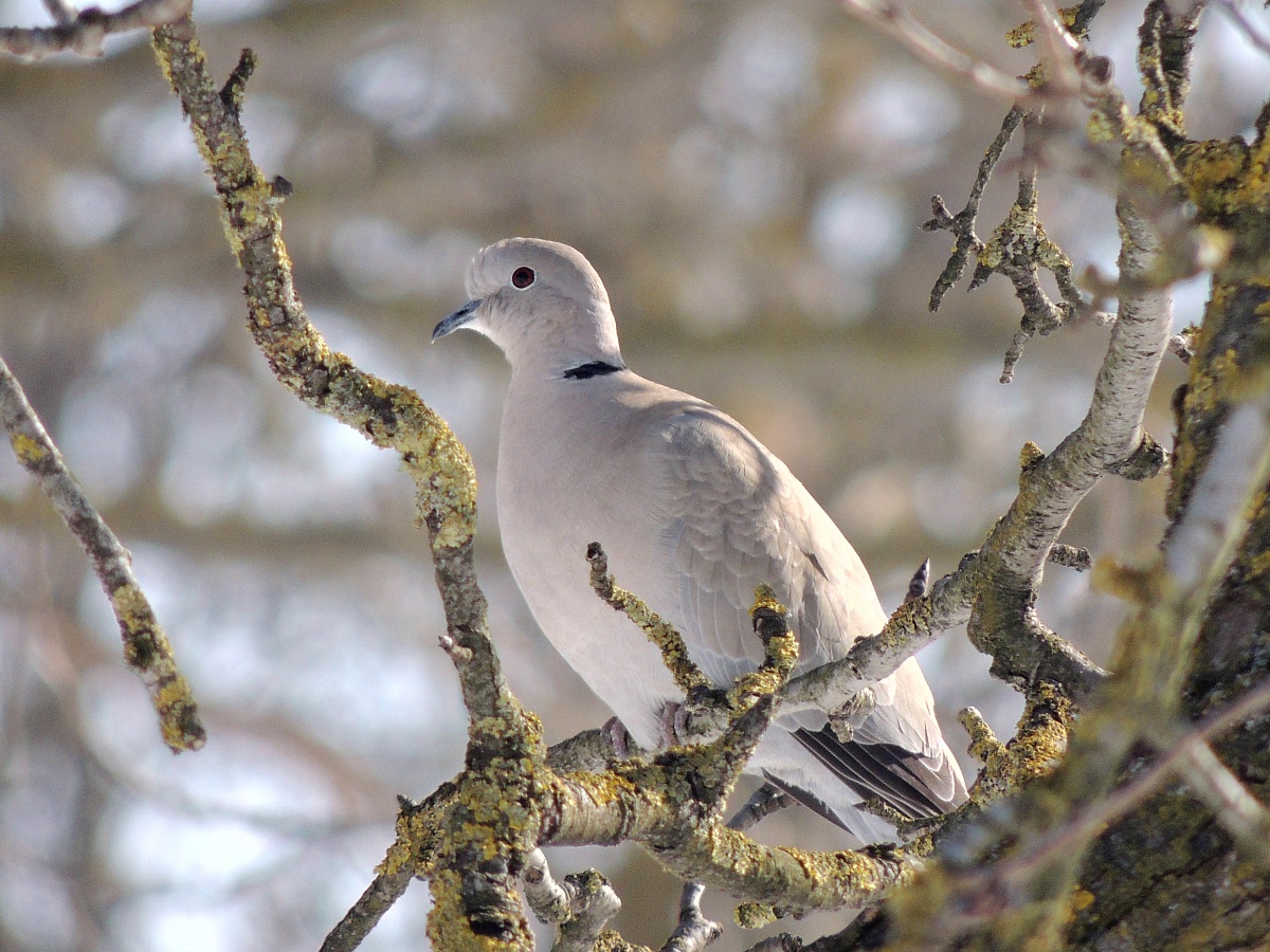 collared doves