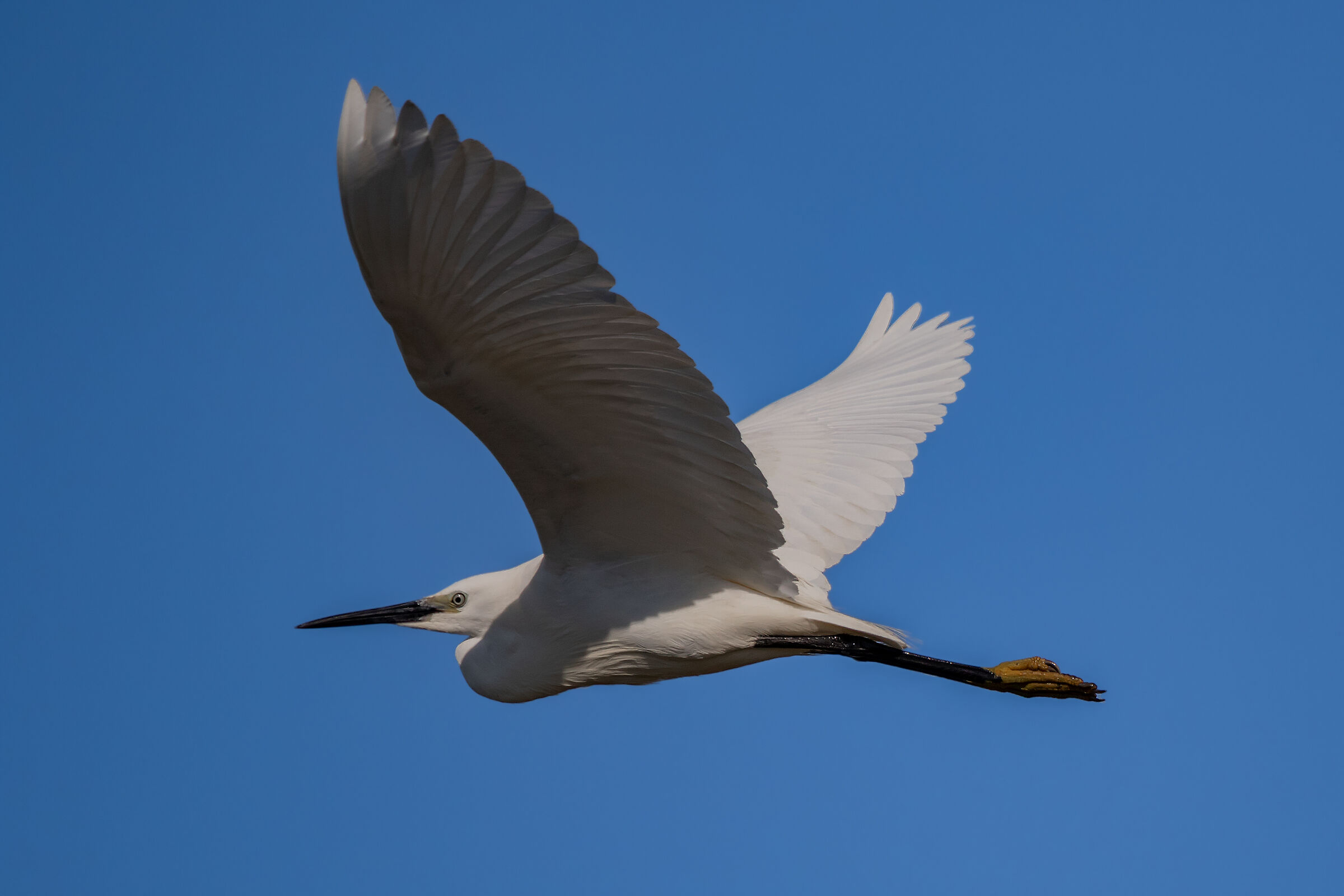 egret in flight
