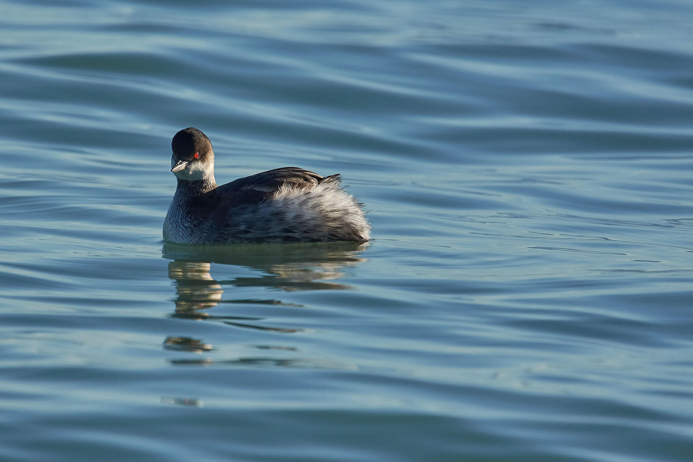 Cullato Dal Mare (Svasso Piccolo)