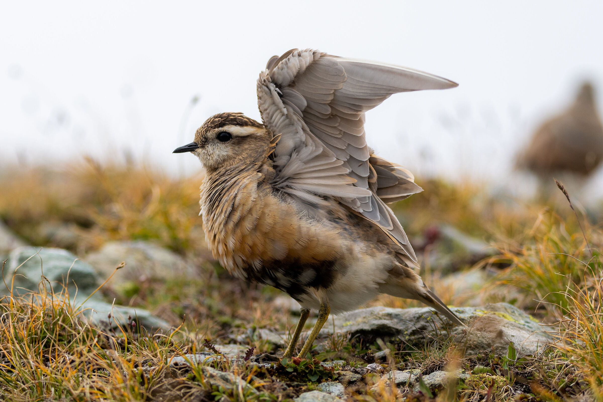 Look, you can take a picture of that too!