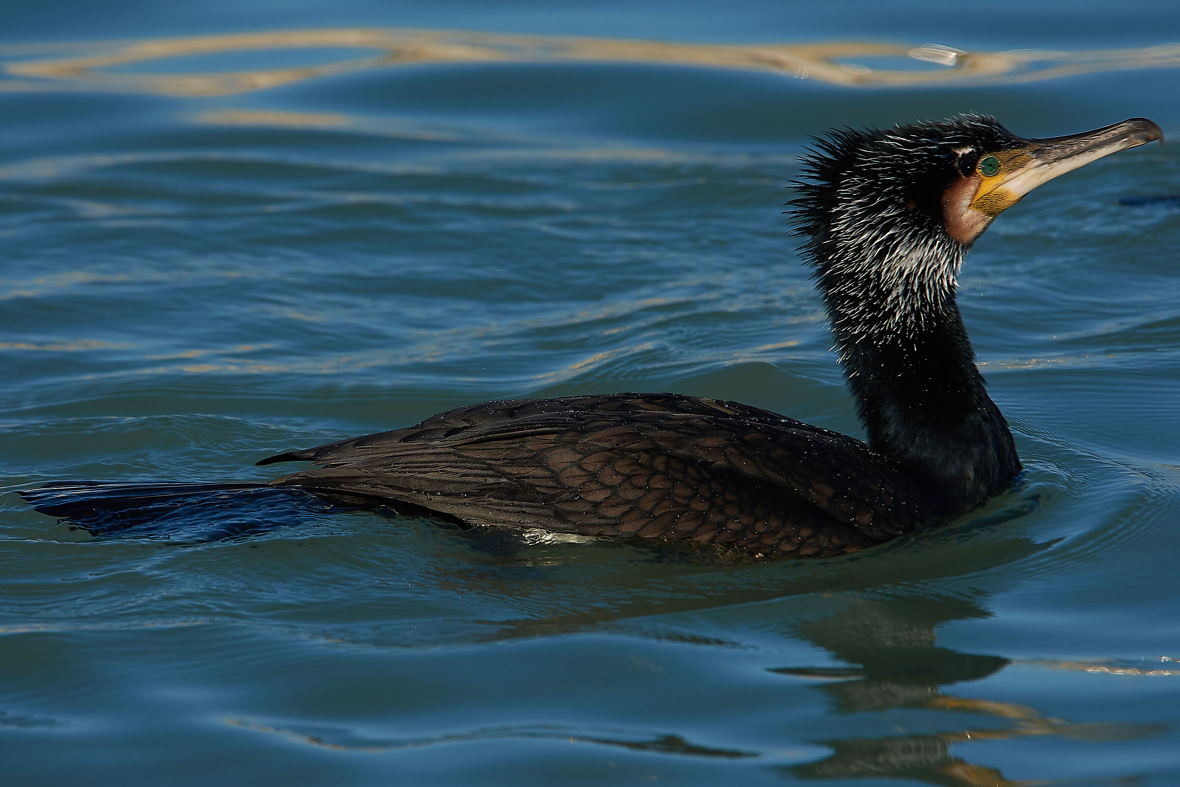 Come un Drago di Mare