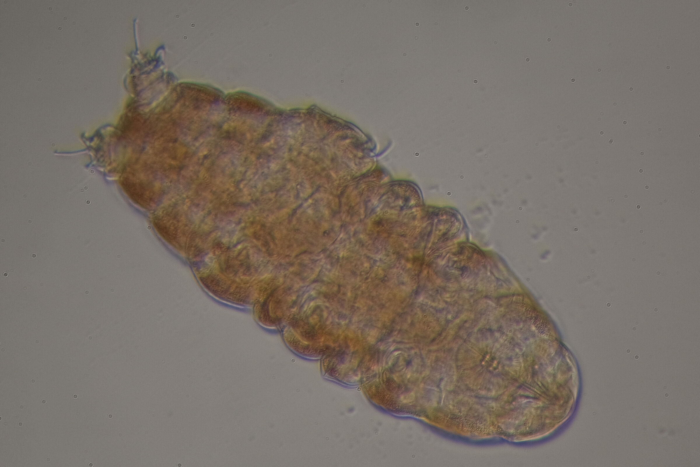 Tardigrade Ramazzotius