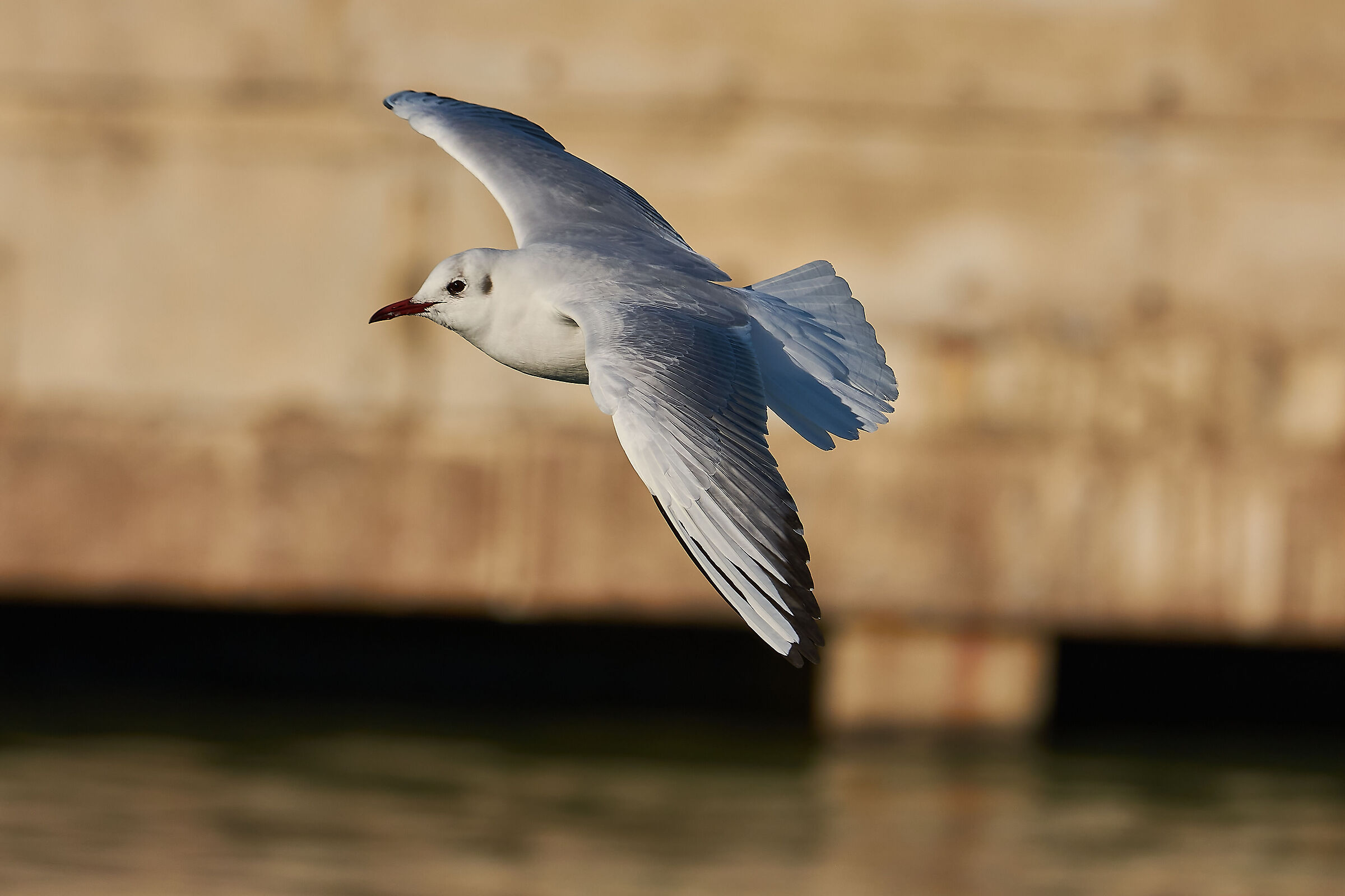 Radente (Gabbiano Comune)