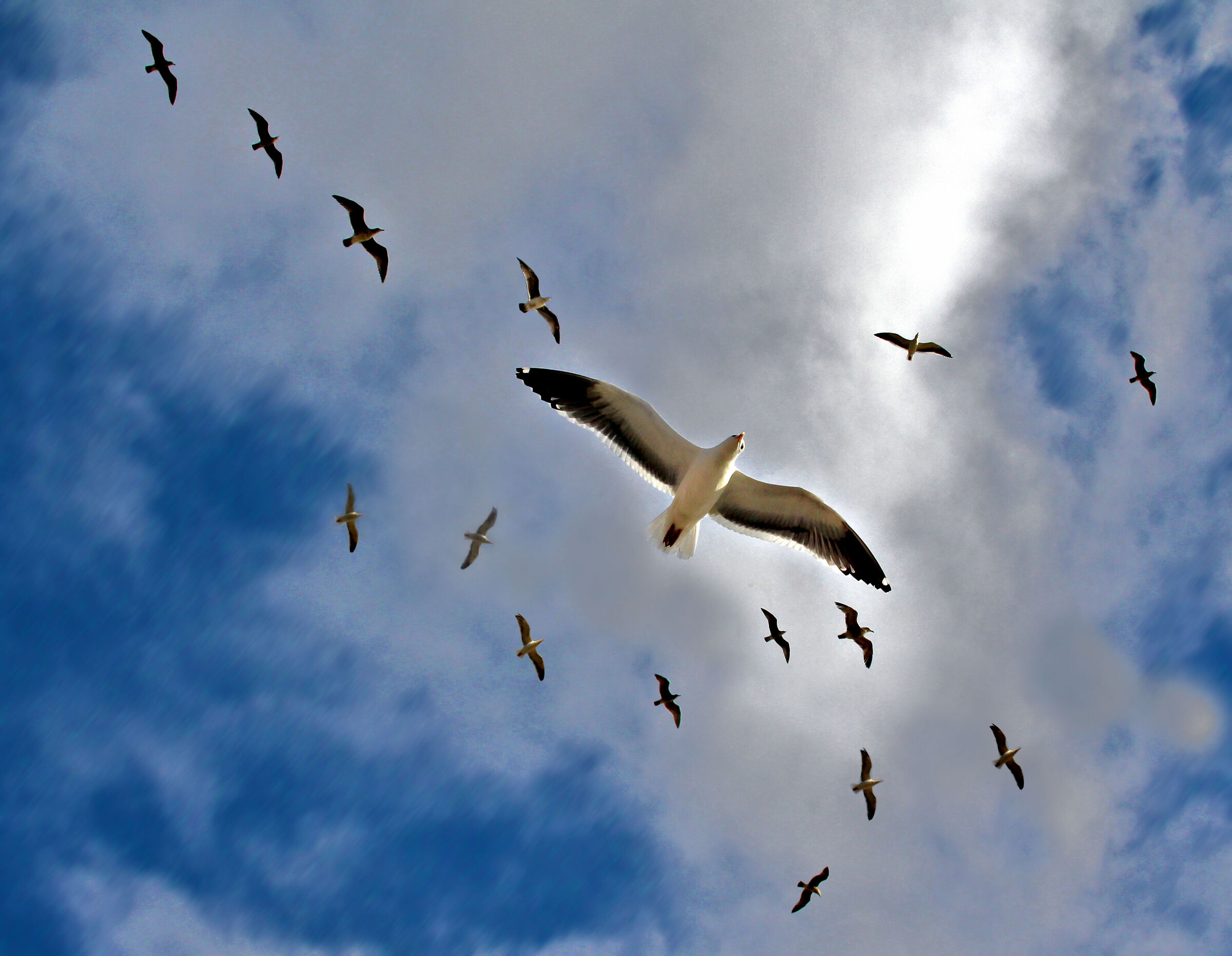 gabbiani - venice beach