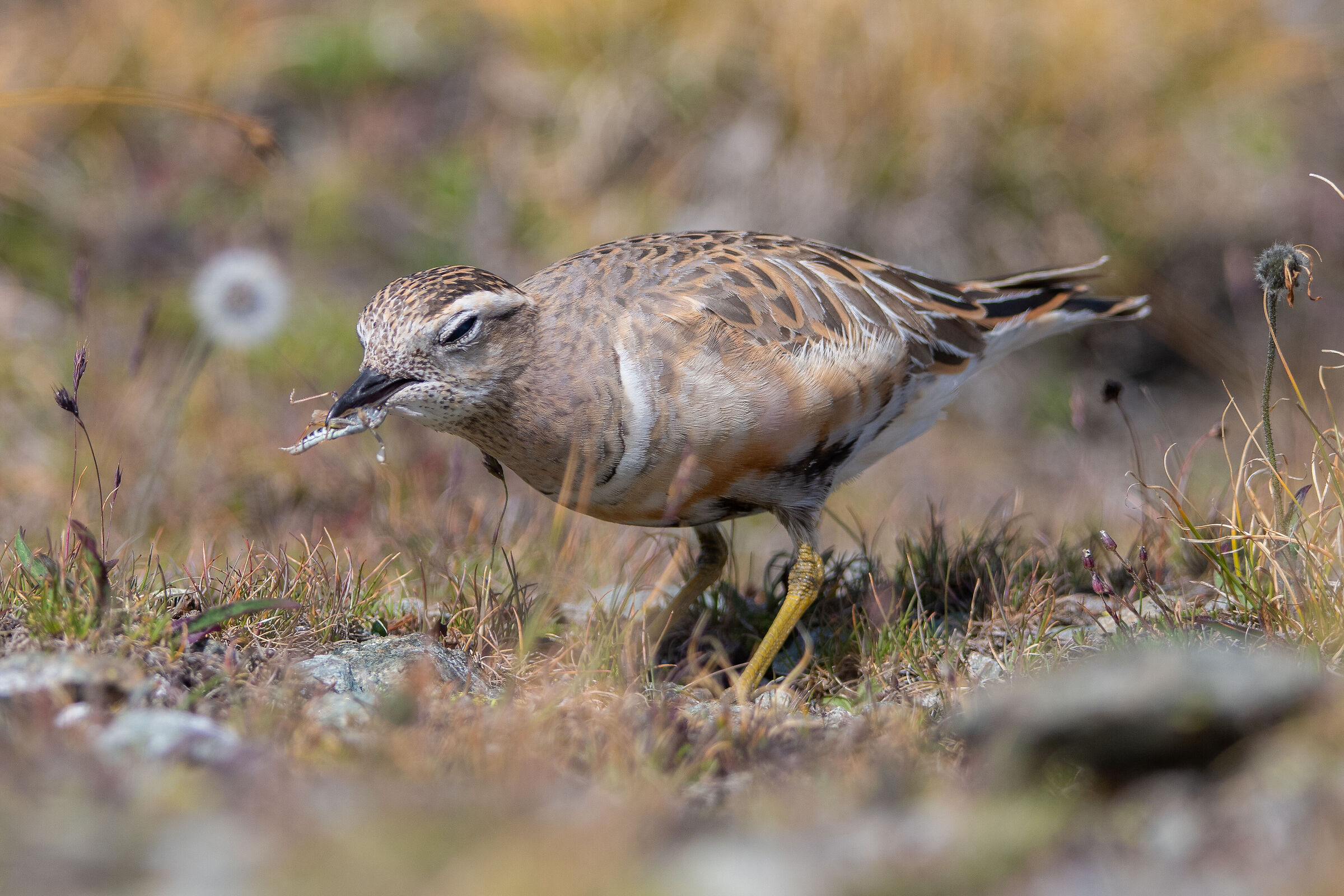 Tortoline plover with prey