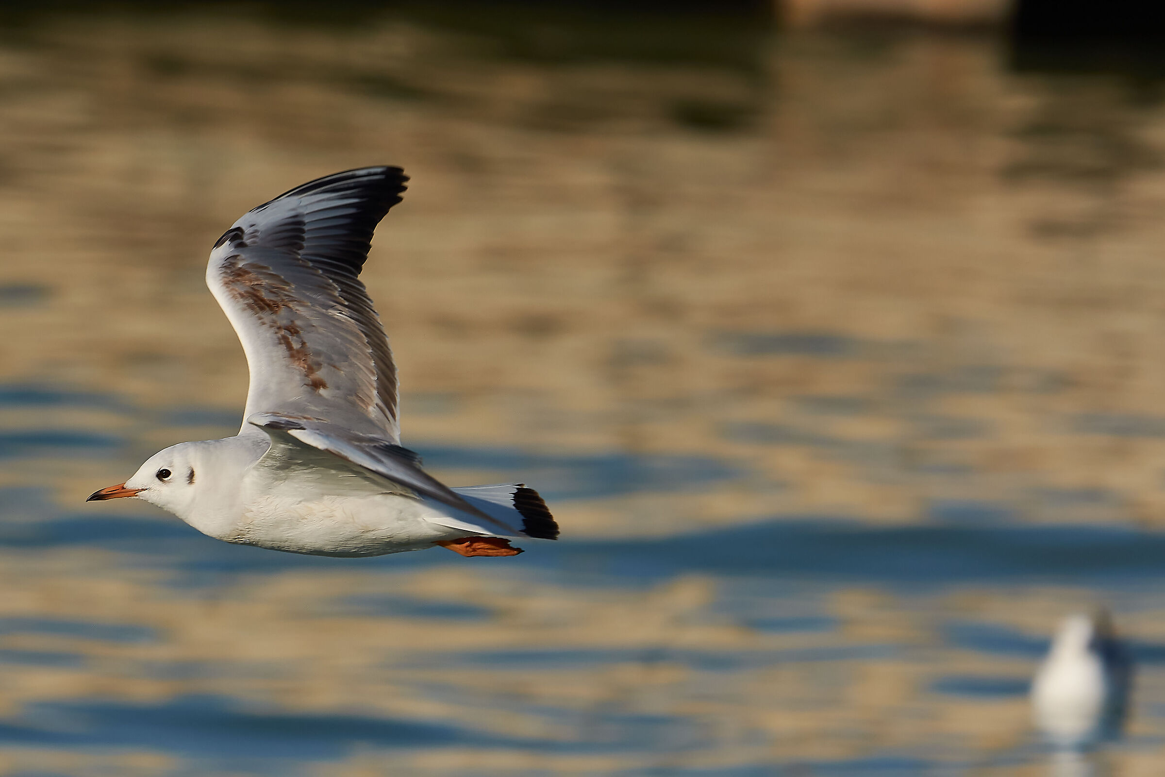 Young Common Gull