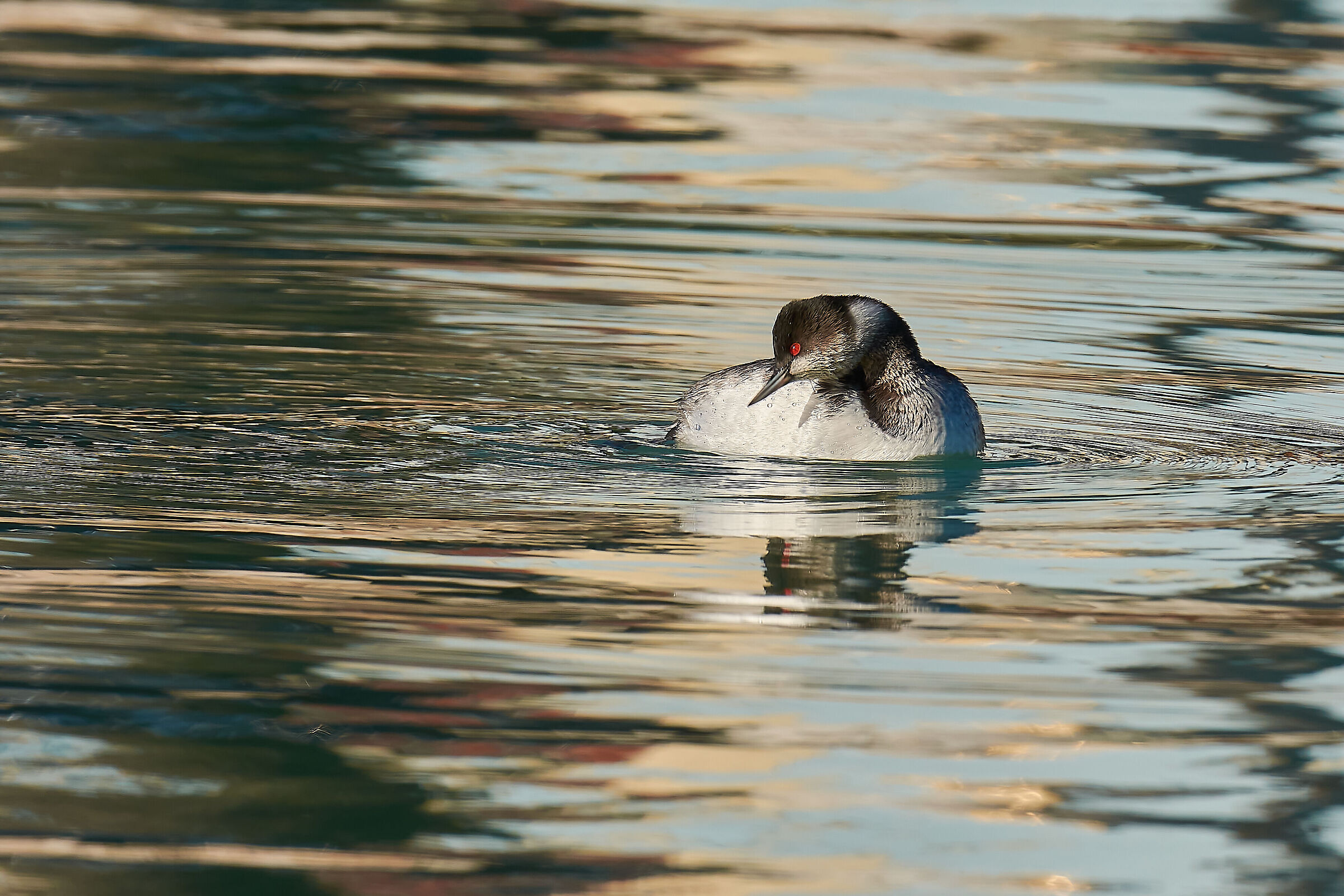 Uno sguardo dietro (Svasso Piccolo)