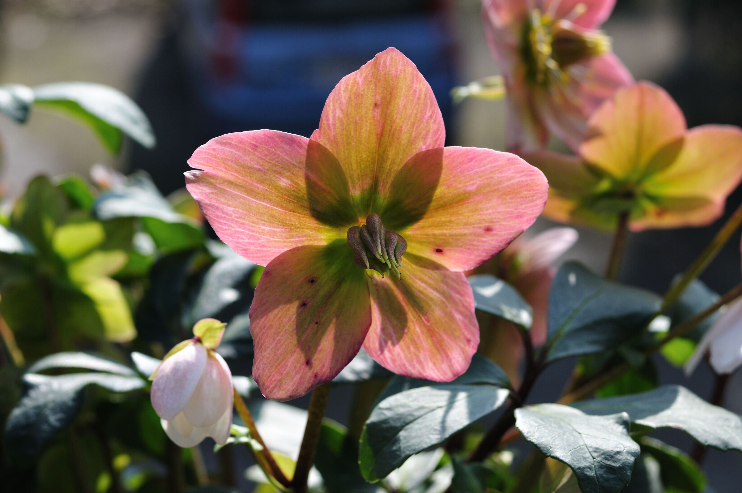 Flowers