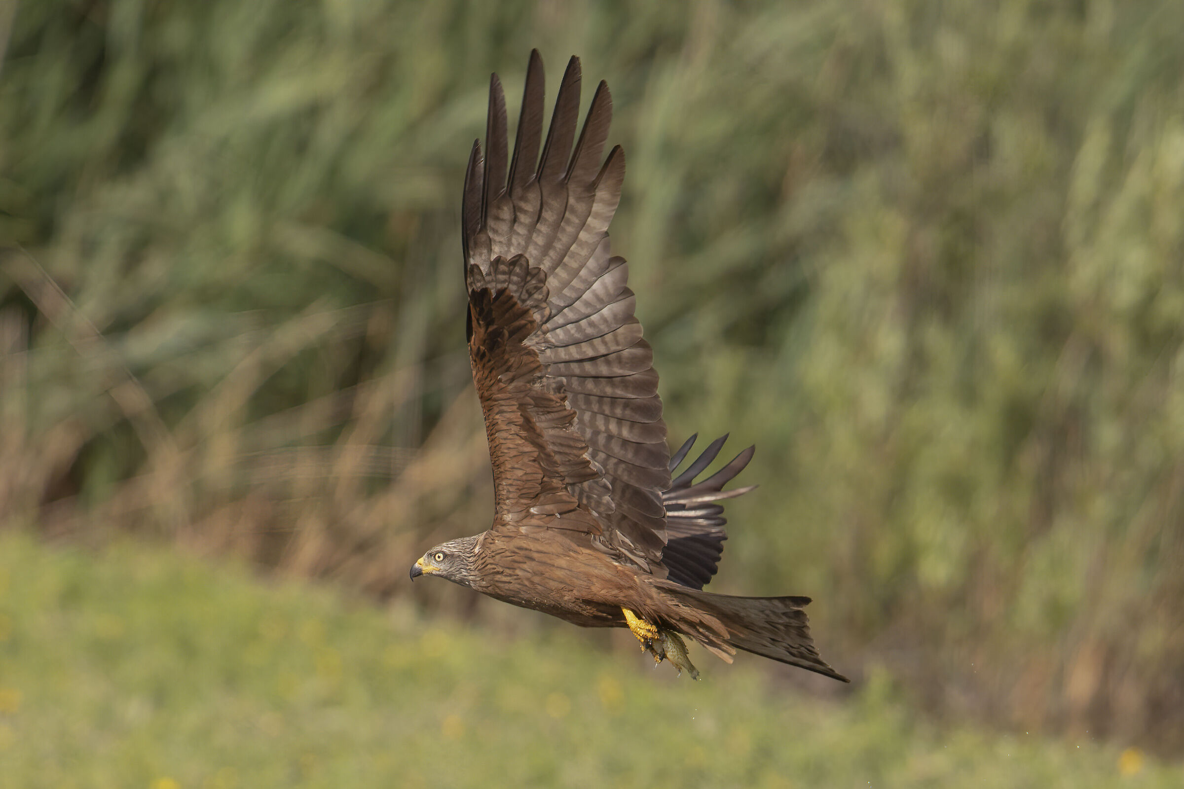 brown kite fishing....