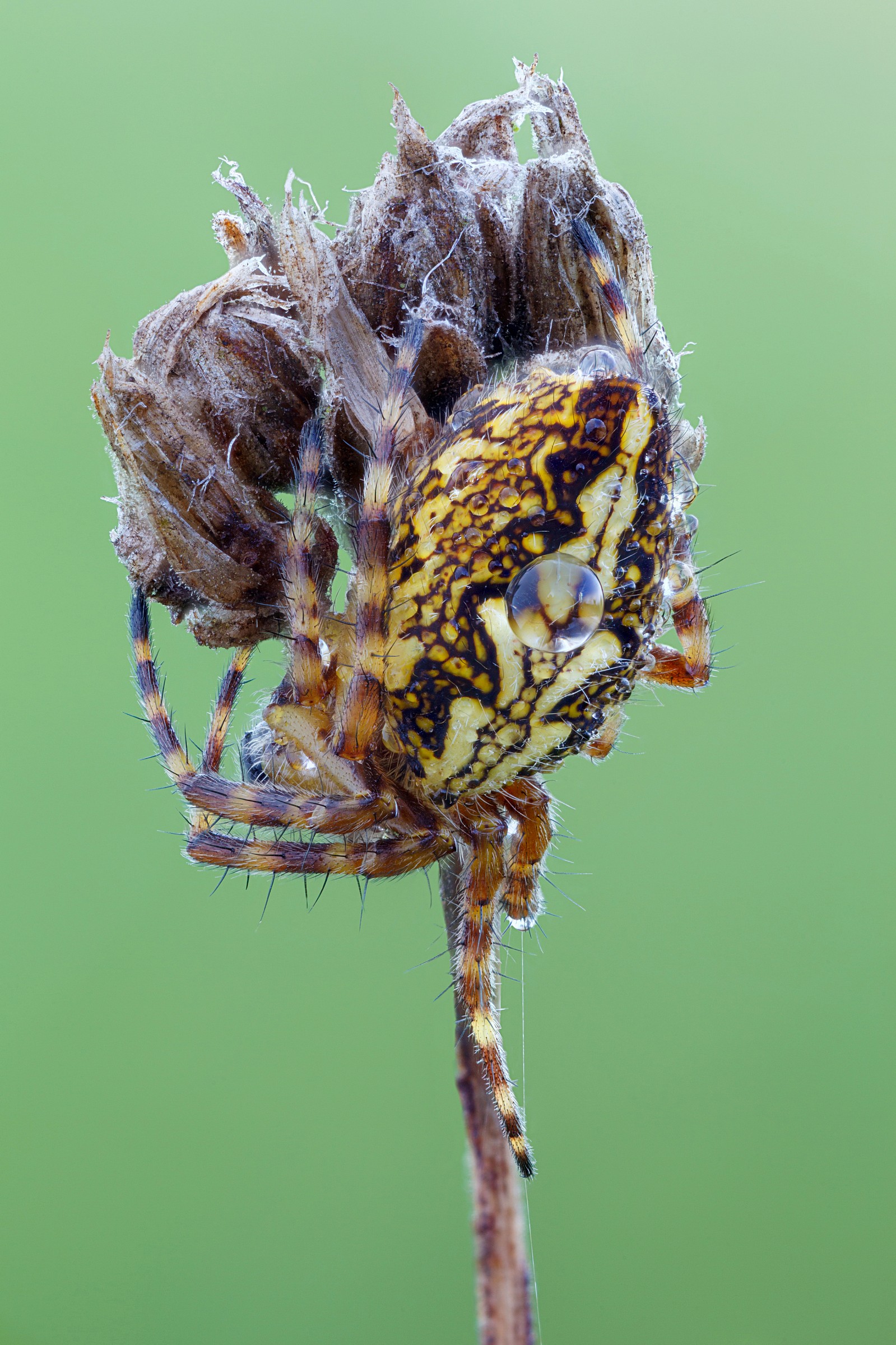 Aculepeira ceropegia - quercia ragno