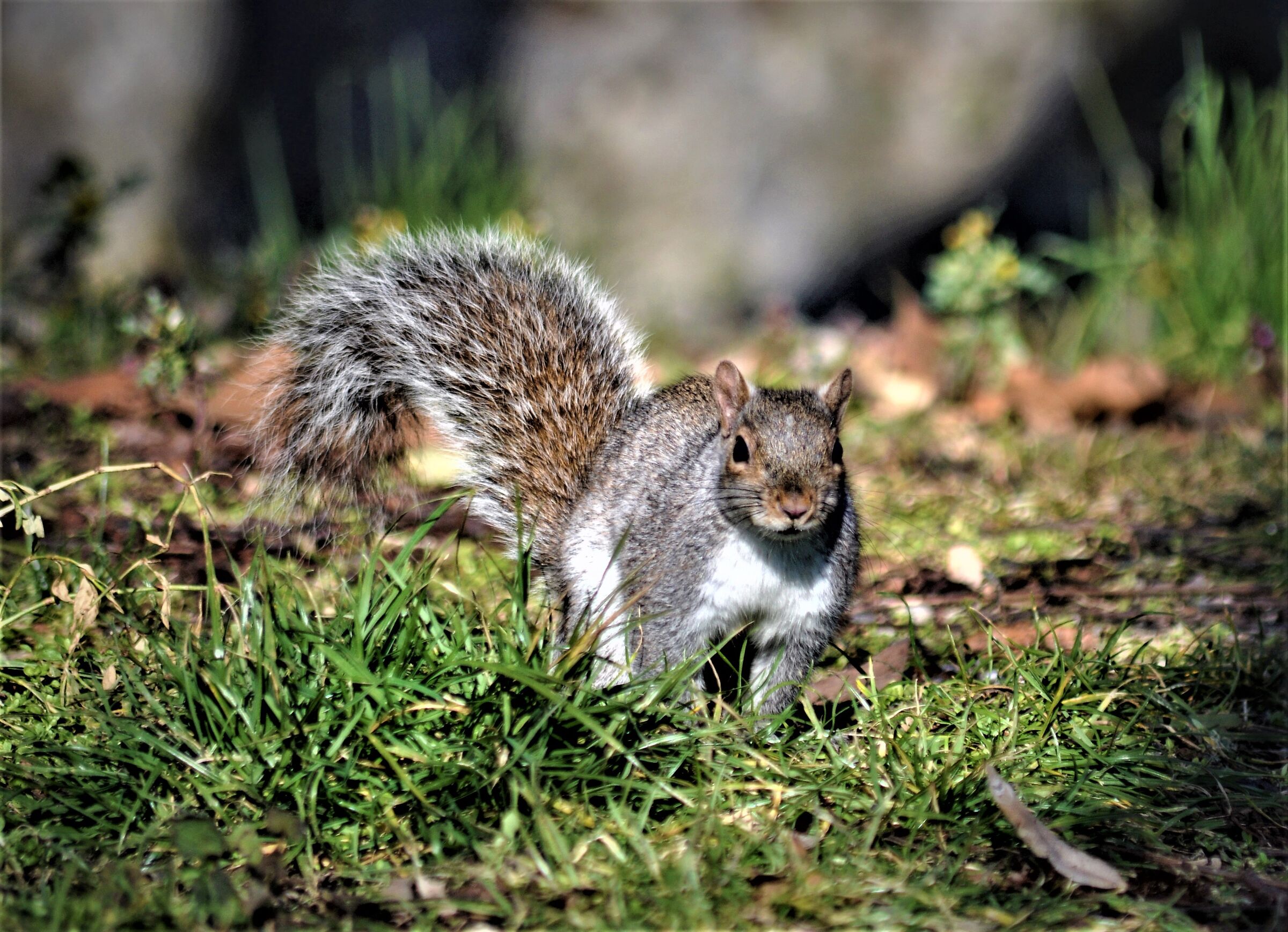 pleasant meetings in the Parco del Valentino - Turin