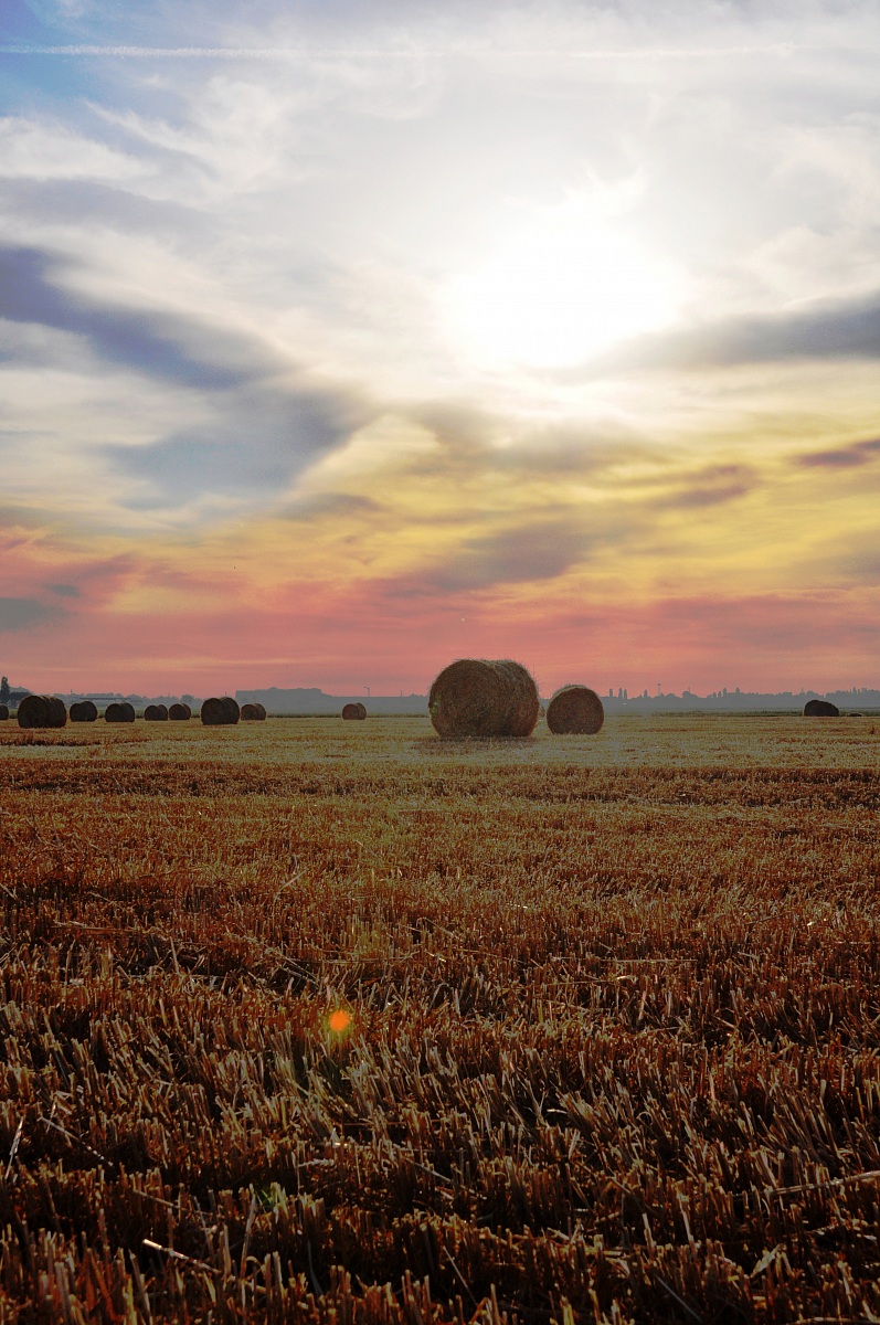 Bales at dawn