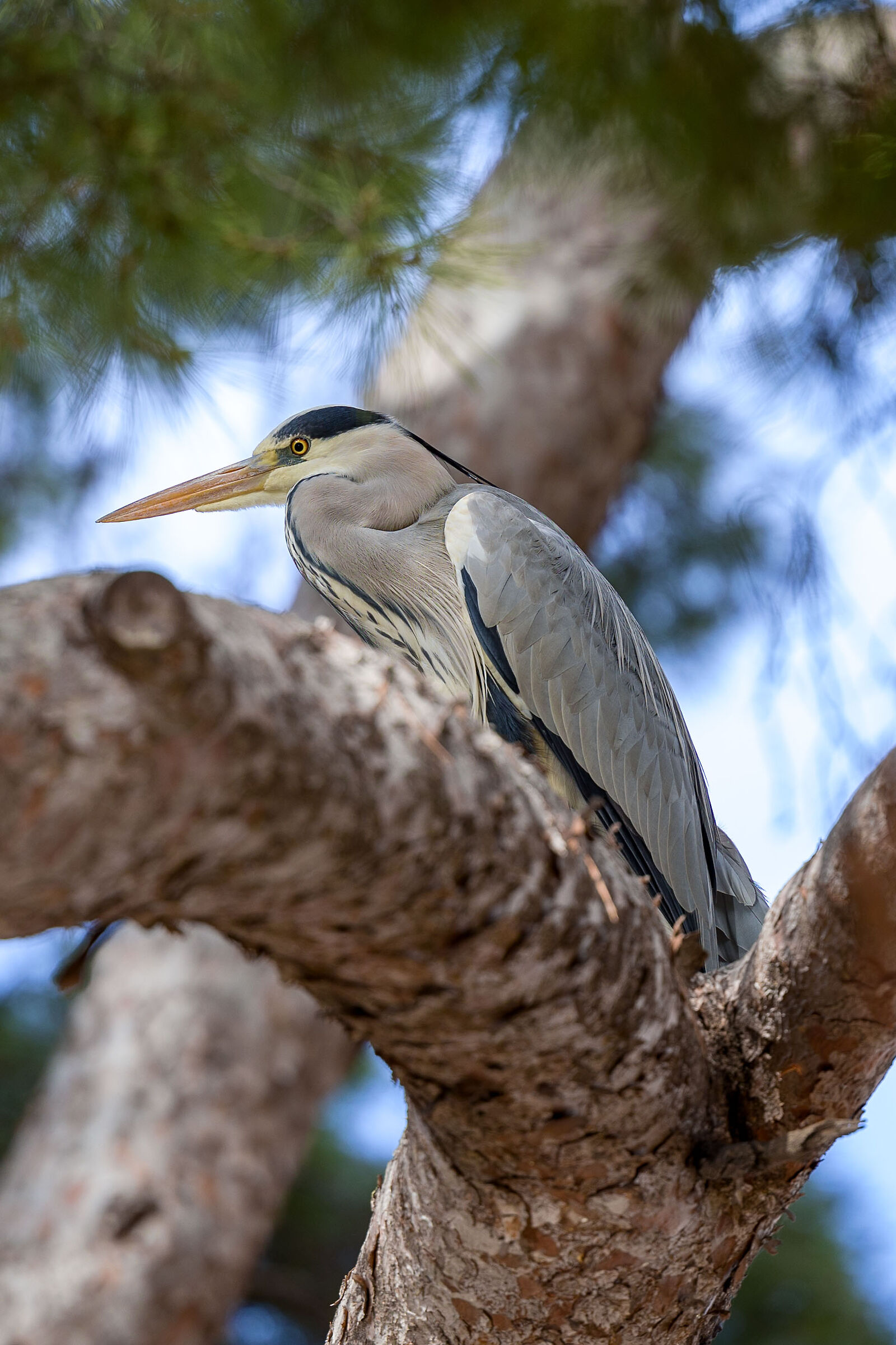 Airone Cenerino a Palermo (Giardino Inglese)