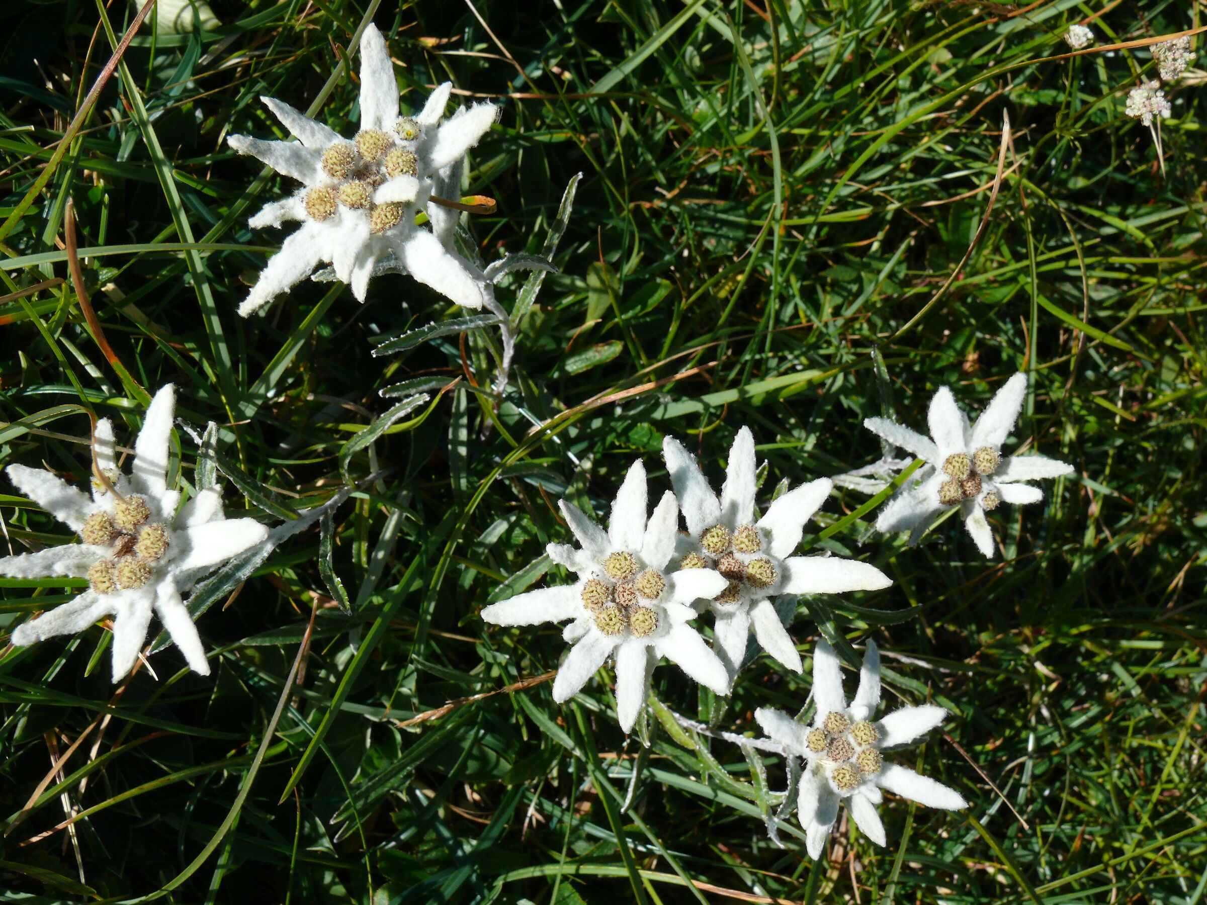 Anche per noi l' assembramento è concesso