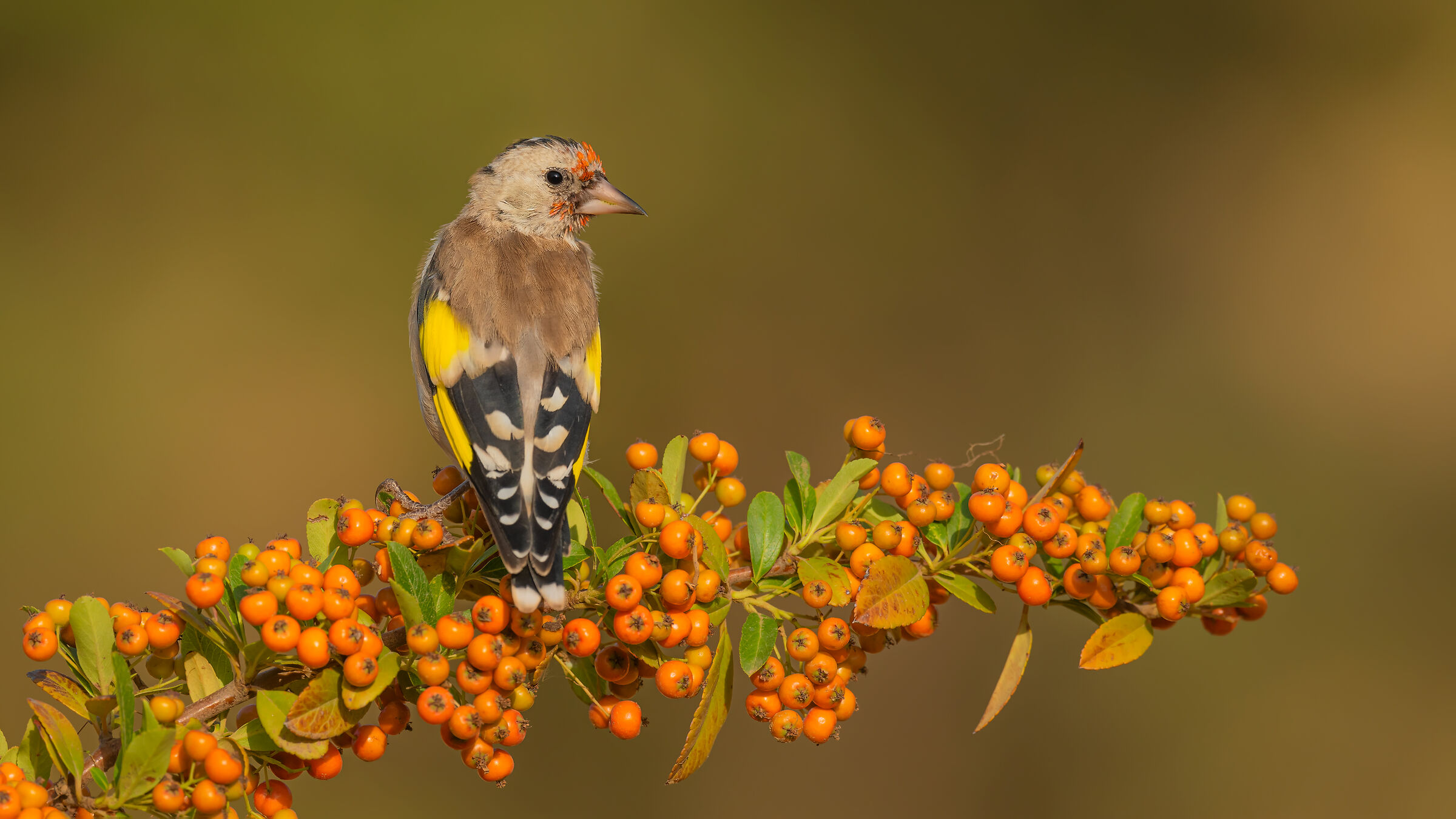 Carduelis carduelis carduelis