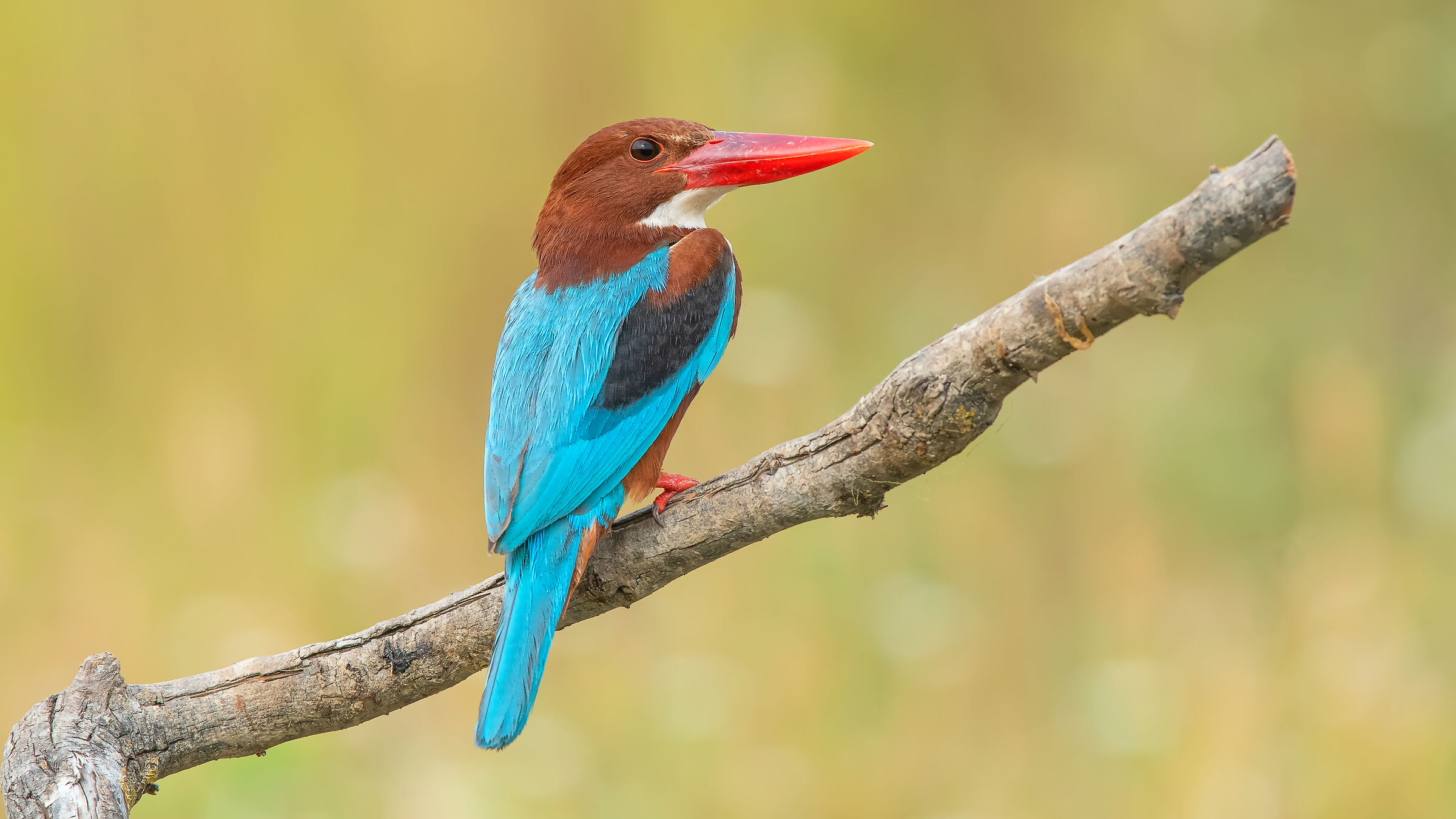 Halcyon smyrnensis » Martin pescatore dalla gola bianc...