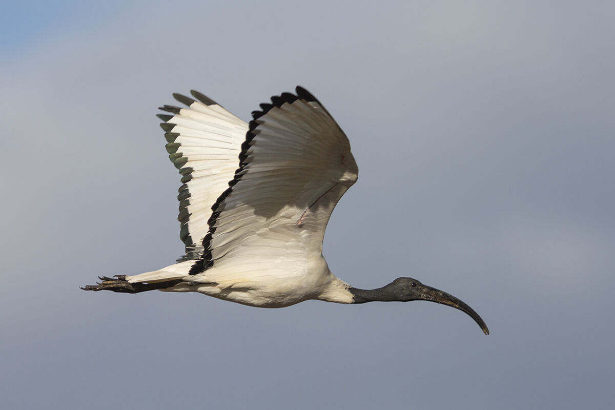 Sacred Ibis