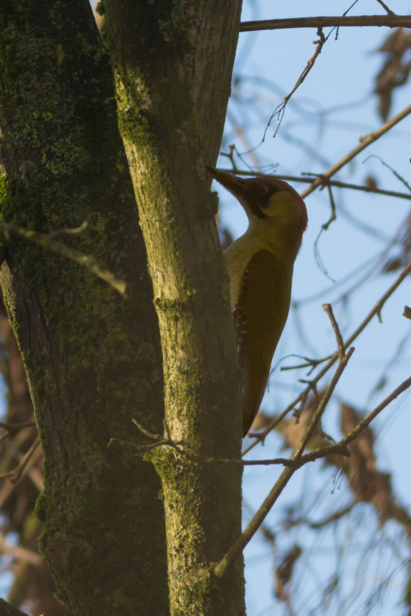 Green Woodpecker