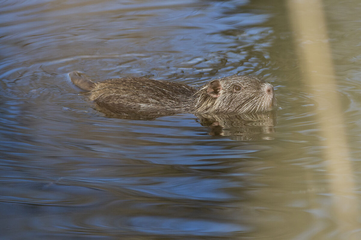 Nutria