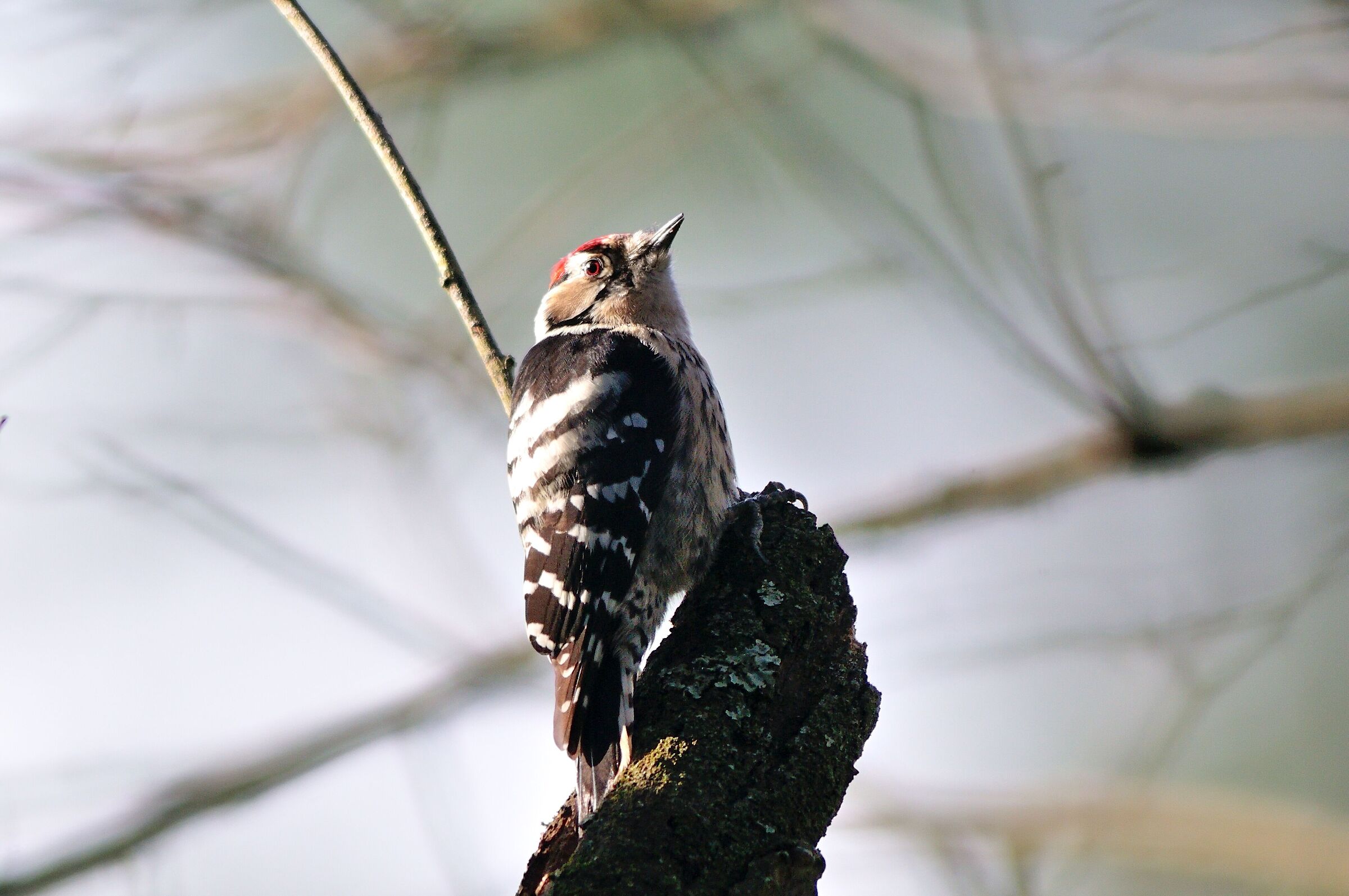 Lesser Red Woodpecker
