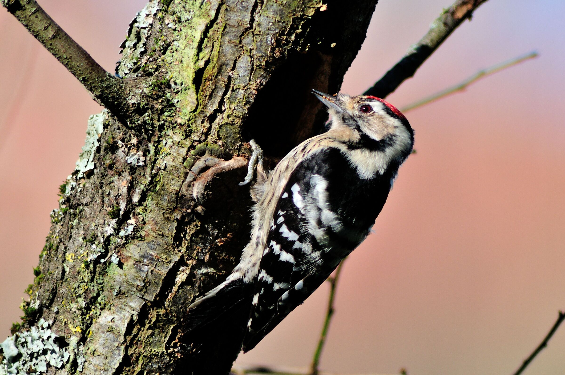 Lesser Red Woodpecker