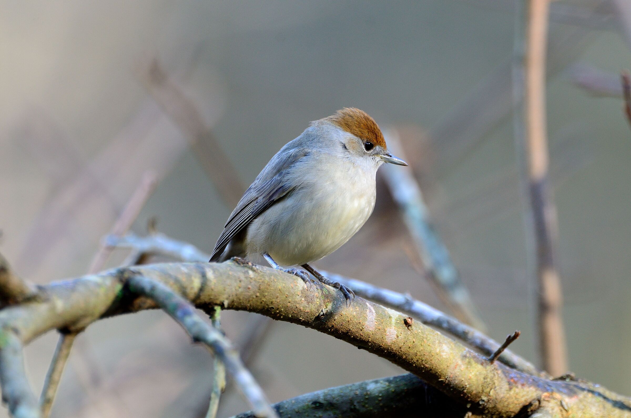 Blackcap