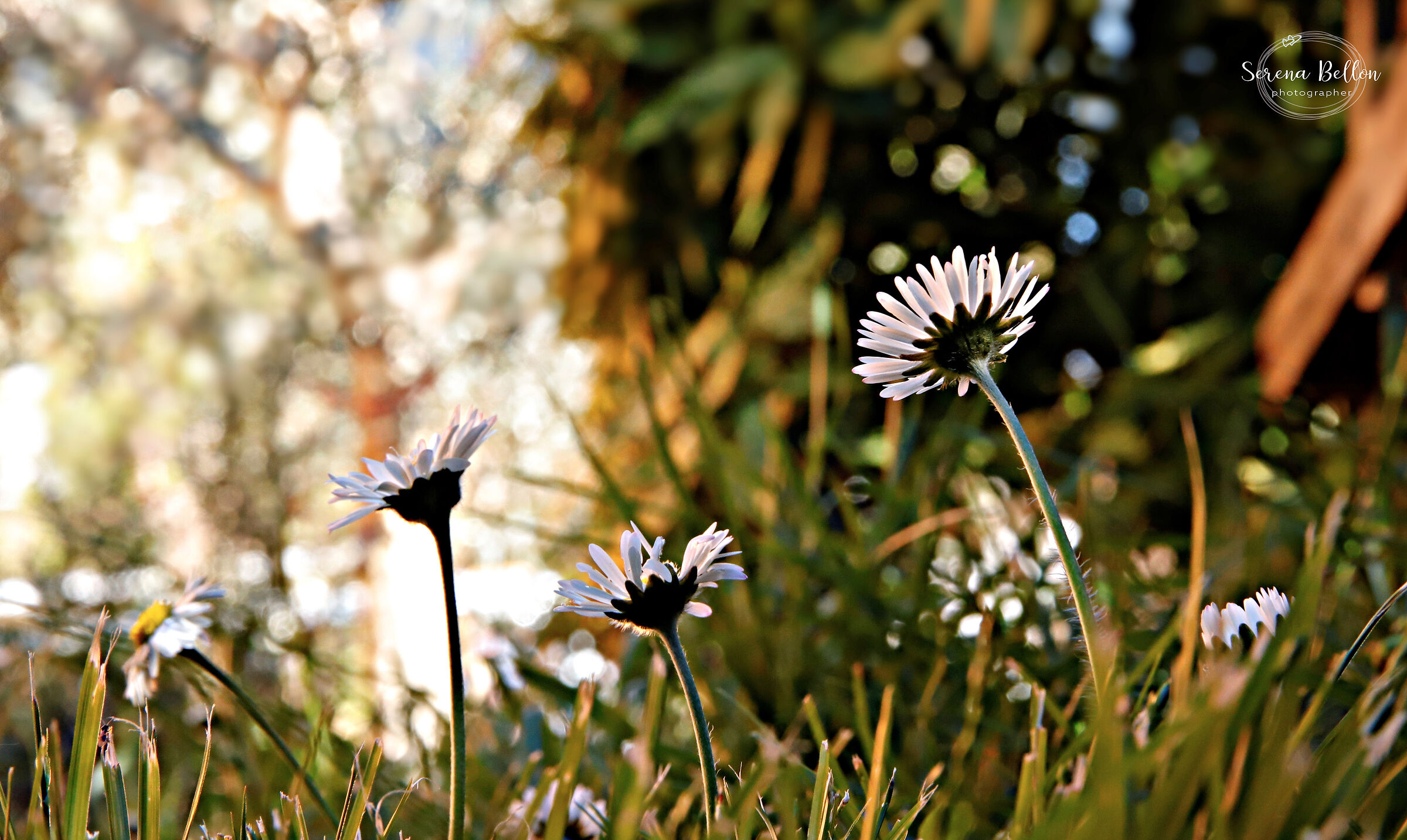 amiche in un giorno di primavera