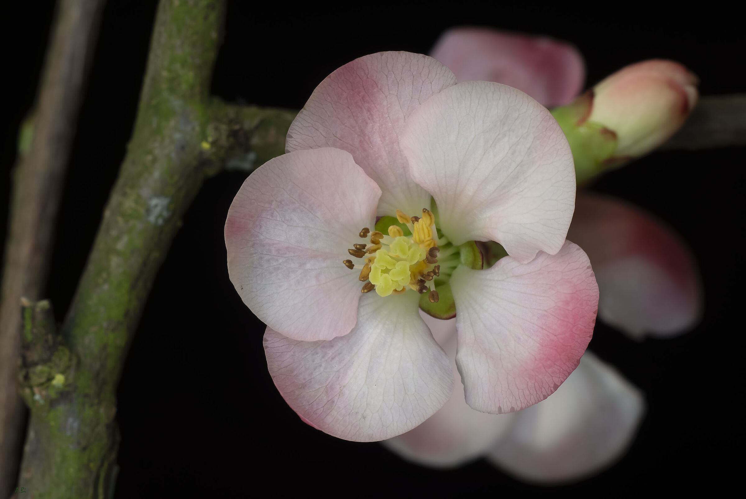 Anticipo di primavera